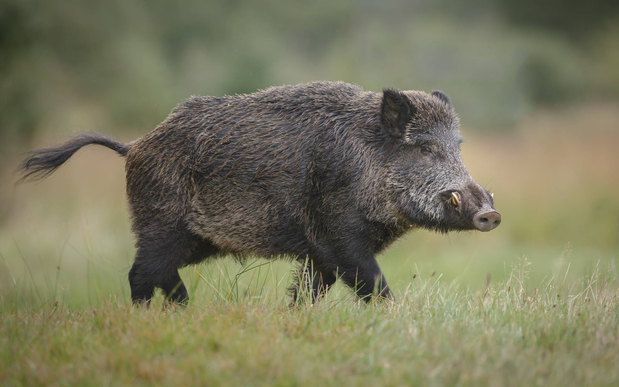 Für Wild- und Hausschweine ist die