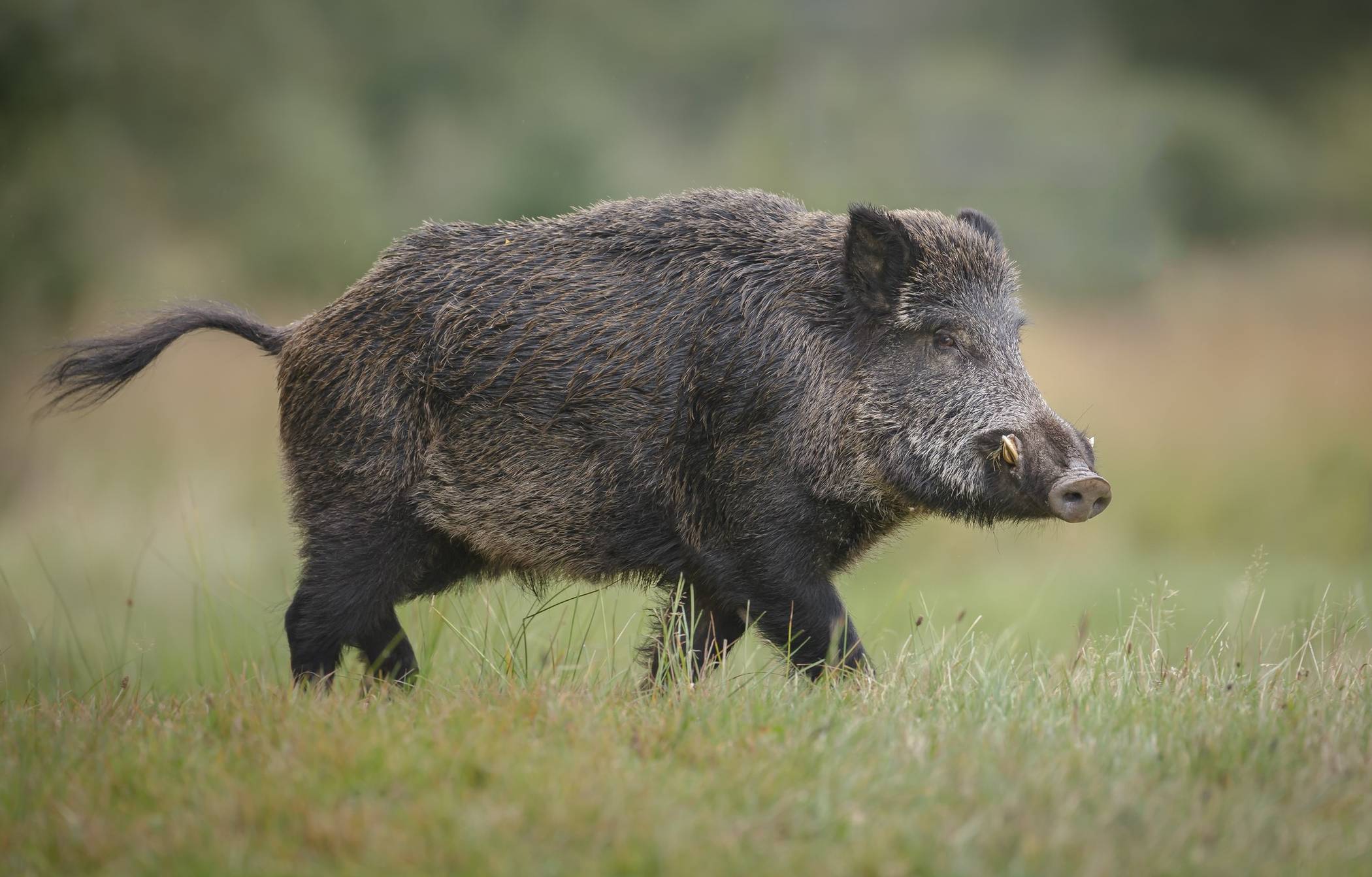 Für Wild- und Hausschweine ist die Afrikanische Schweinepest gefährlich.