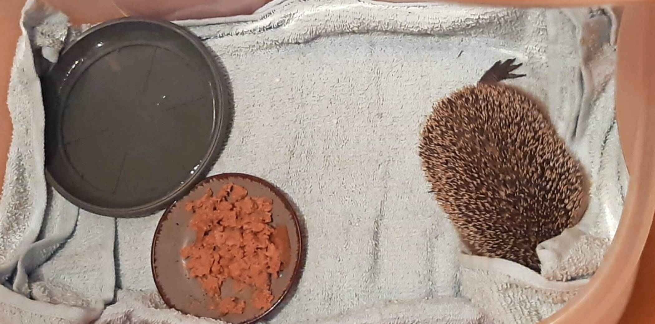  Dieser kleine Igel schleppte sich mitsamt Schnappfalle am Fuß in Martina Holls Garten.  