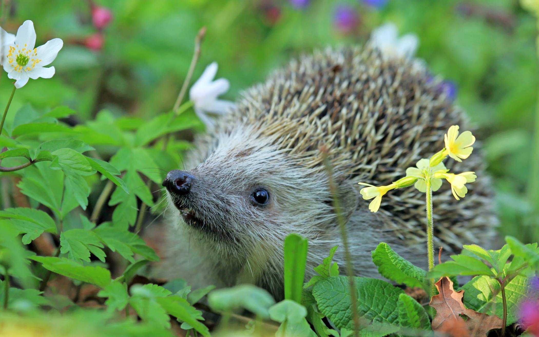 Igel und andere Kleintiere können durch