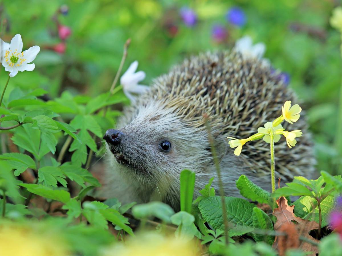 Verletzter Igel schleppt sich mit Mäusefalle am Fuß zu seiner Retterin