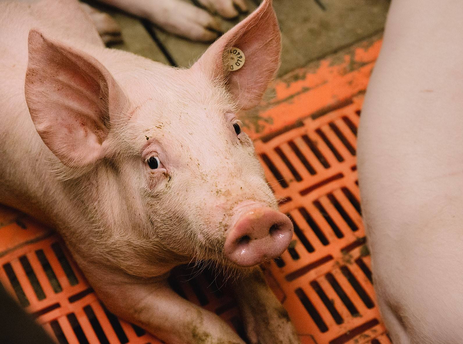  Ein Arbeitsplatz im Stall: Schwein gehabt? Oder doch eher ein Sch...Job? Die IG BAU weist aktuell auf eine Studie hin. 