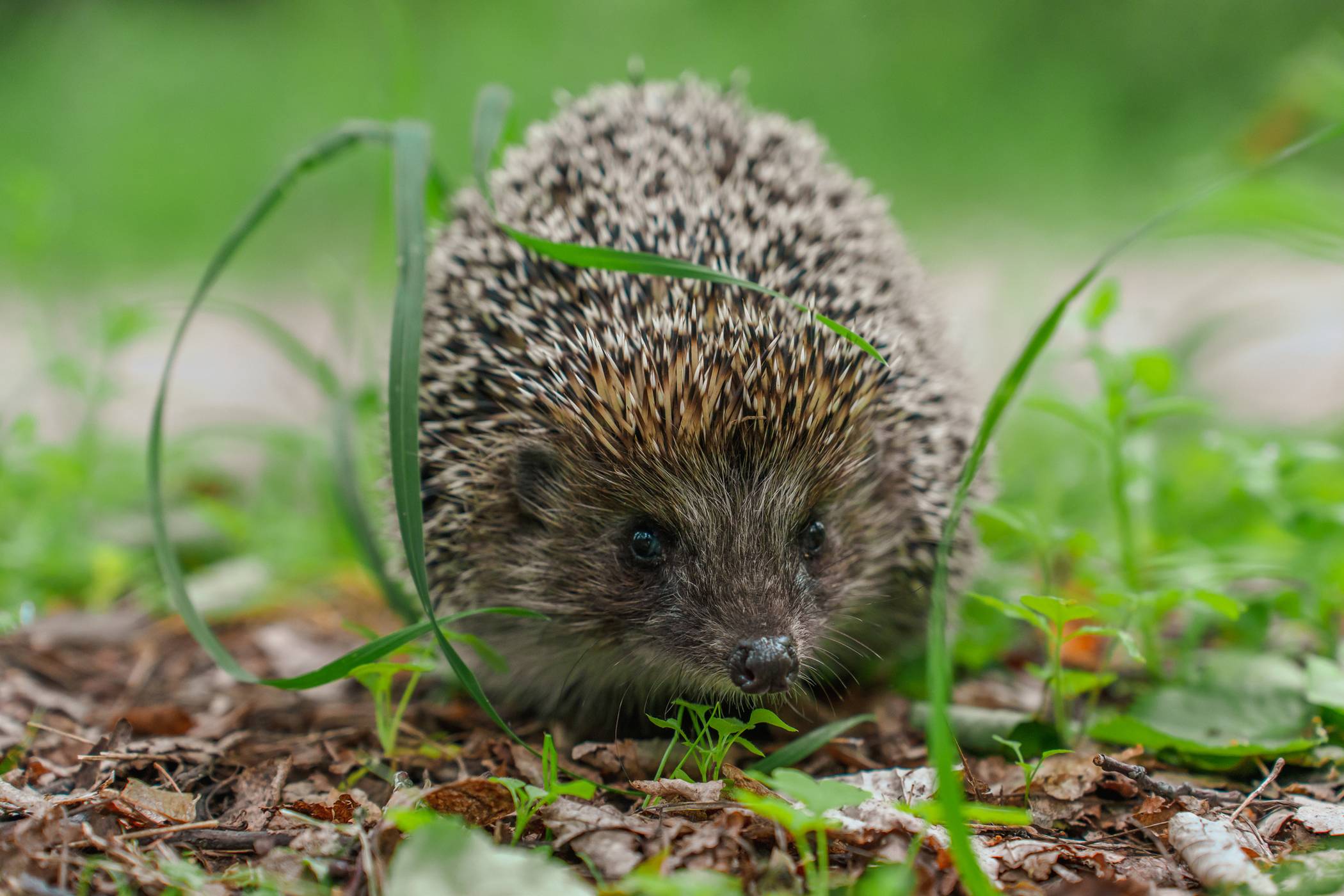 Igel sollen besser geschützt werden.