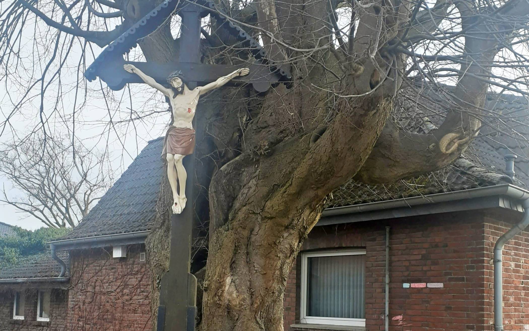 Die Linde in Gruissem. Sie ist