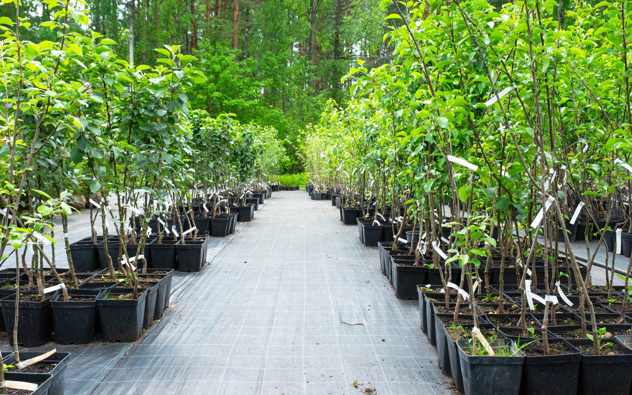 Jeder neu gepflanzte Baum bindet klimaschädliches