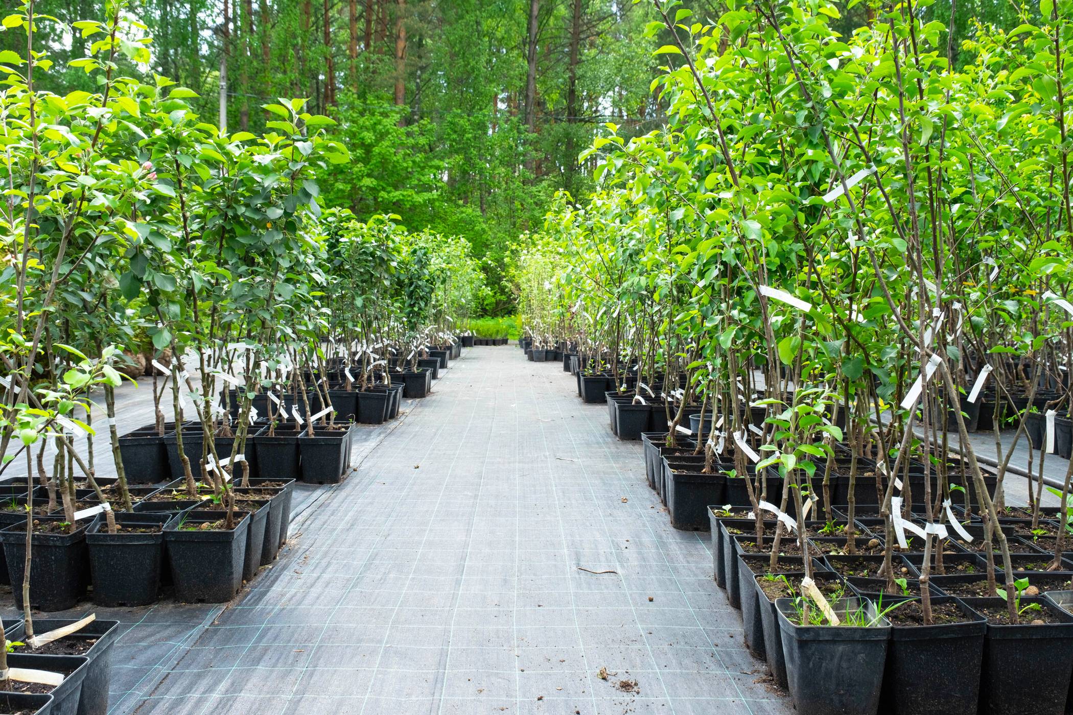 Jeder neu gepflanzte Baum bindet klimaschädliches Kohlendioxid, erhöht die Lebensqualität und bieten vielen Tierarten einen Lebensraum: Der Kreis verschenkt 1.000 „Klimabäume“.