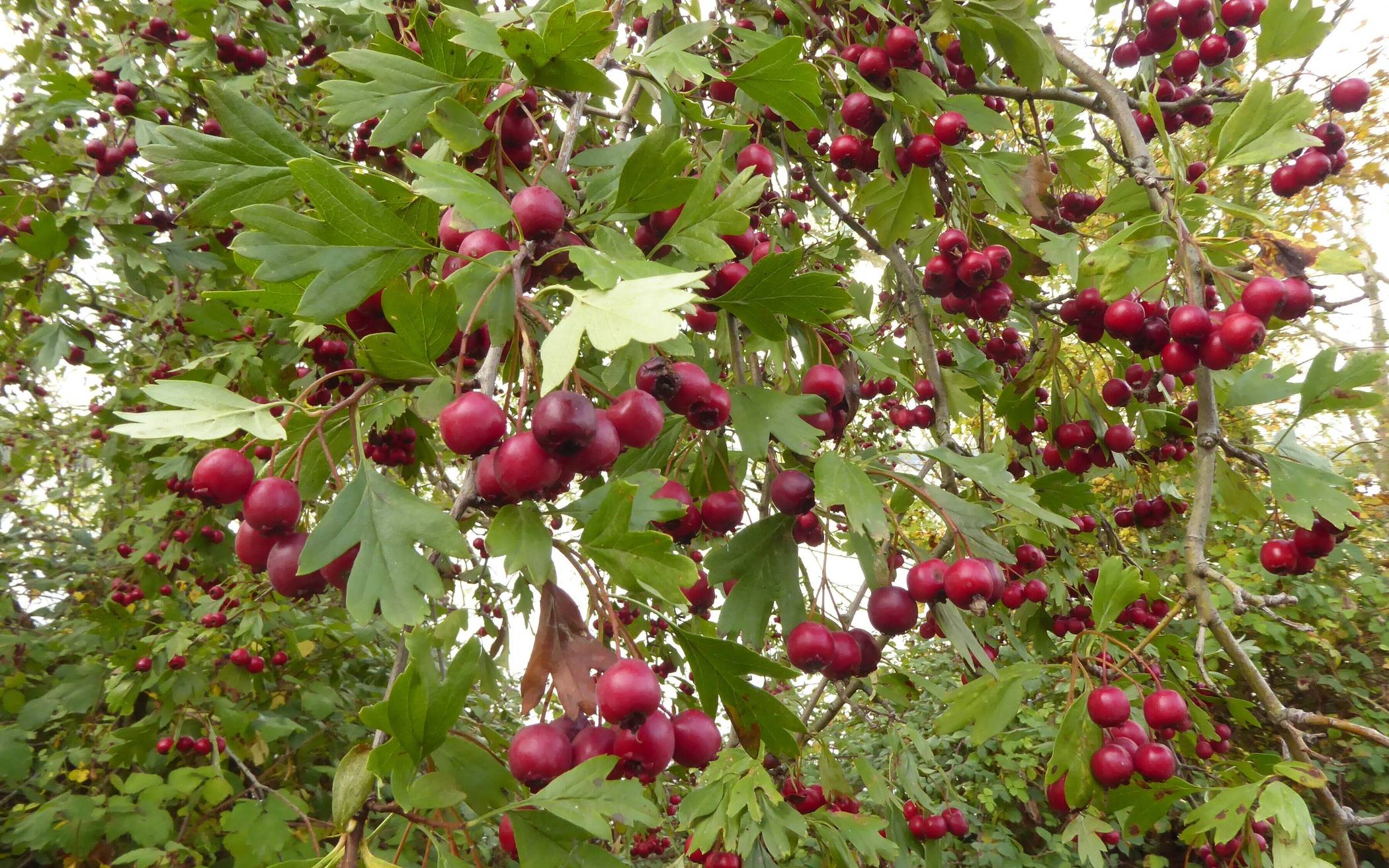 Weißdorn im Herbst mit Früchten. &#x21e5;Foto: