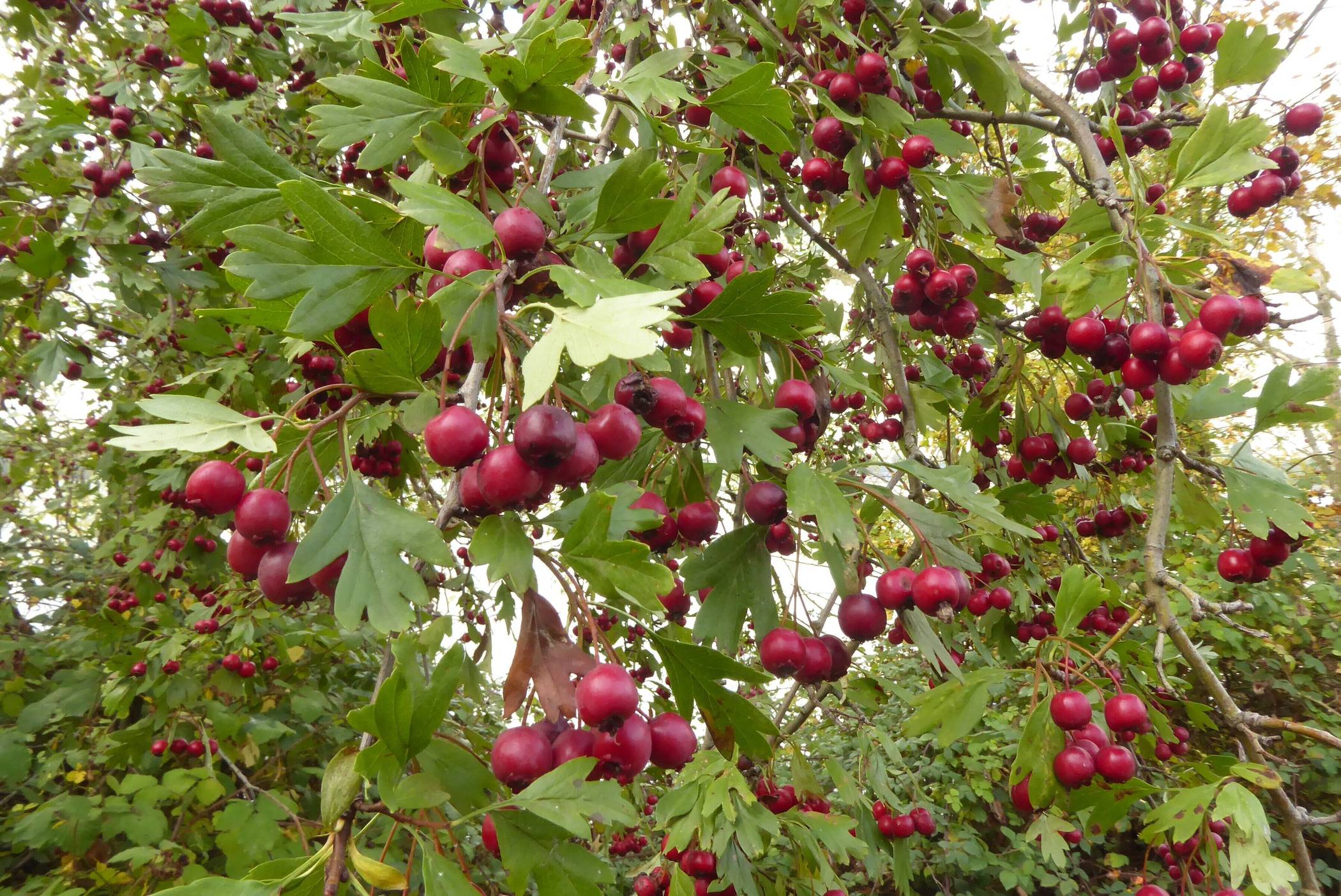  Weißdorn im Herbst mit Früchten.  
