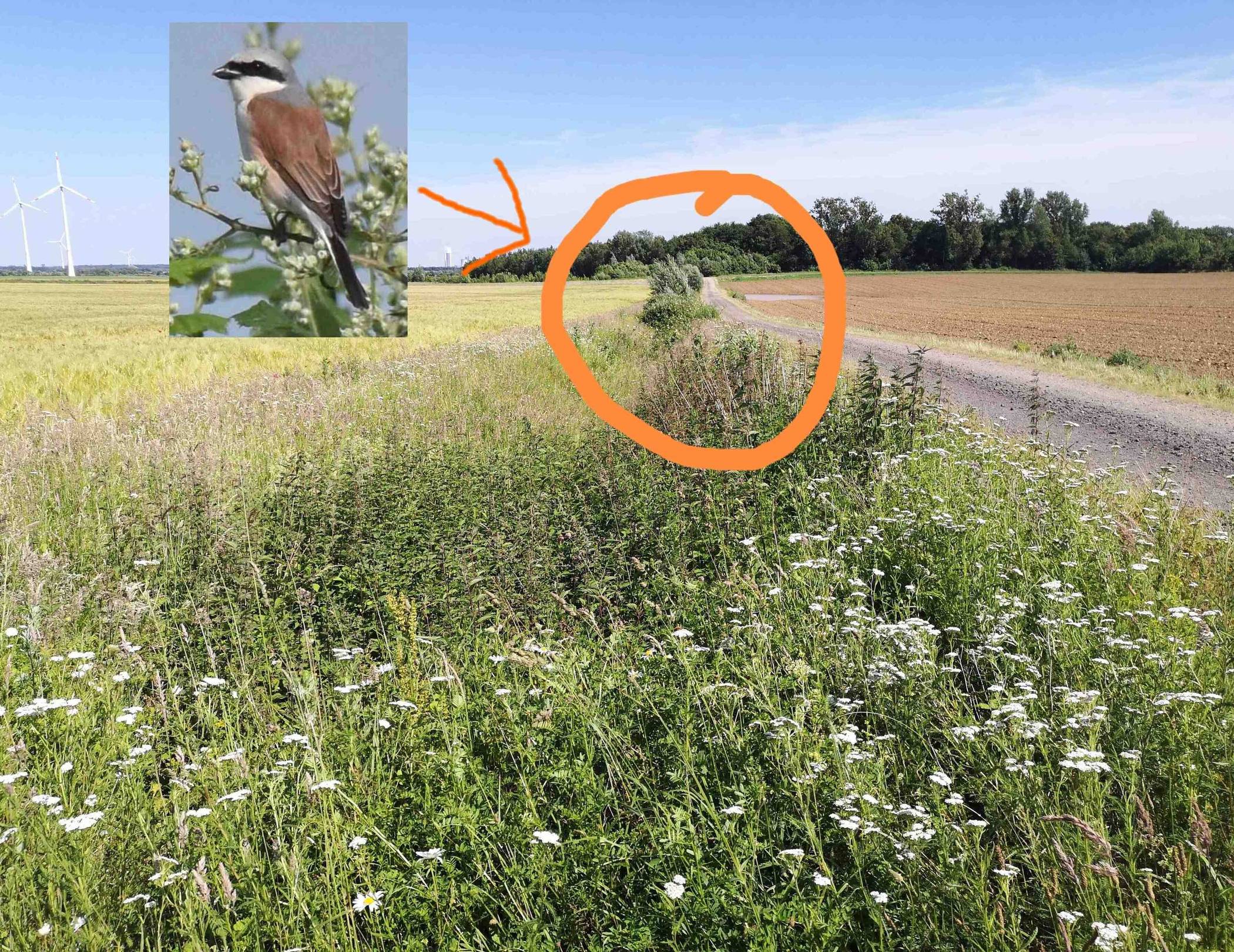 So der Graben vorher aus. Inzwischen wurde alles gerodet.