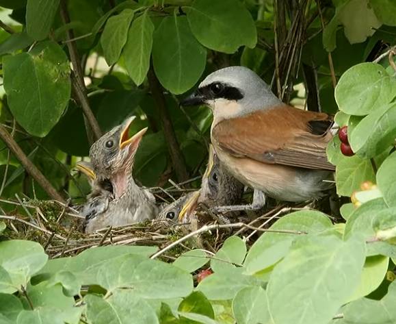  Ein Neuntöter mit Naxchwuchs im Nest. 