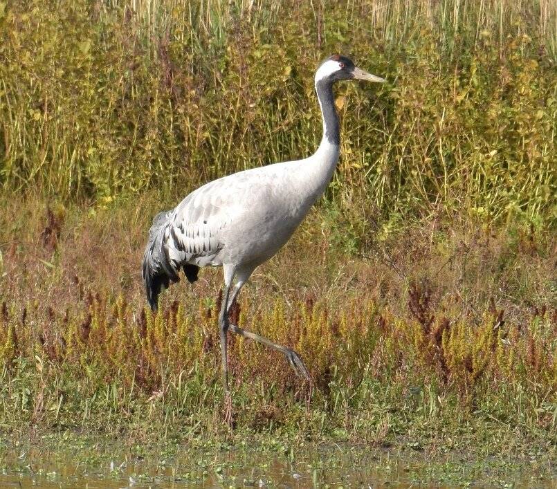 Kranich im Naturschutzgebiet Bedburger Klärbecken