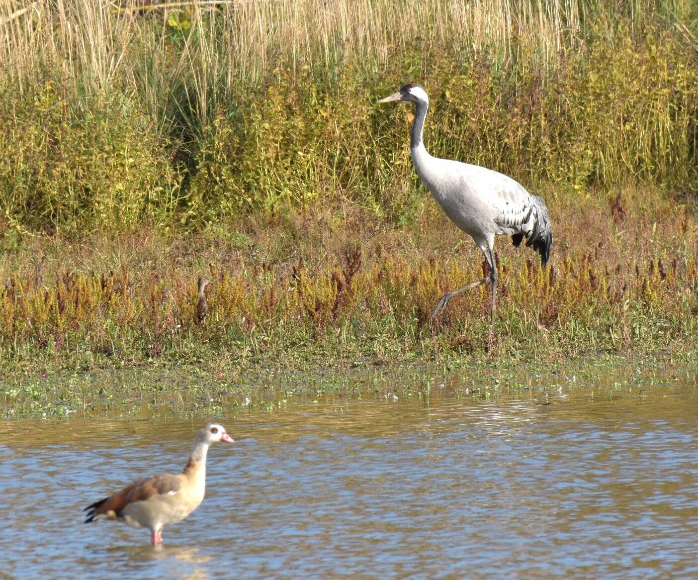 „Wir werden den Vogel täglich beobachten“