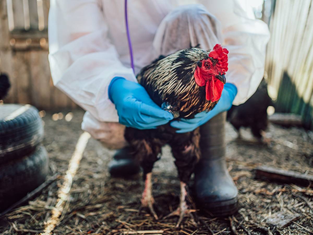 Noch kein Fall von Vogelgrippe