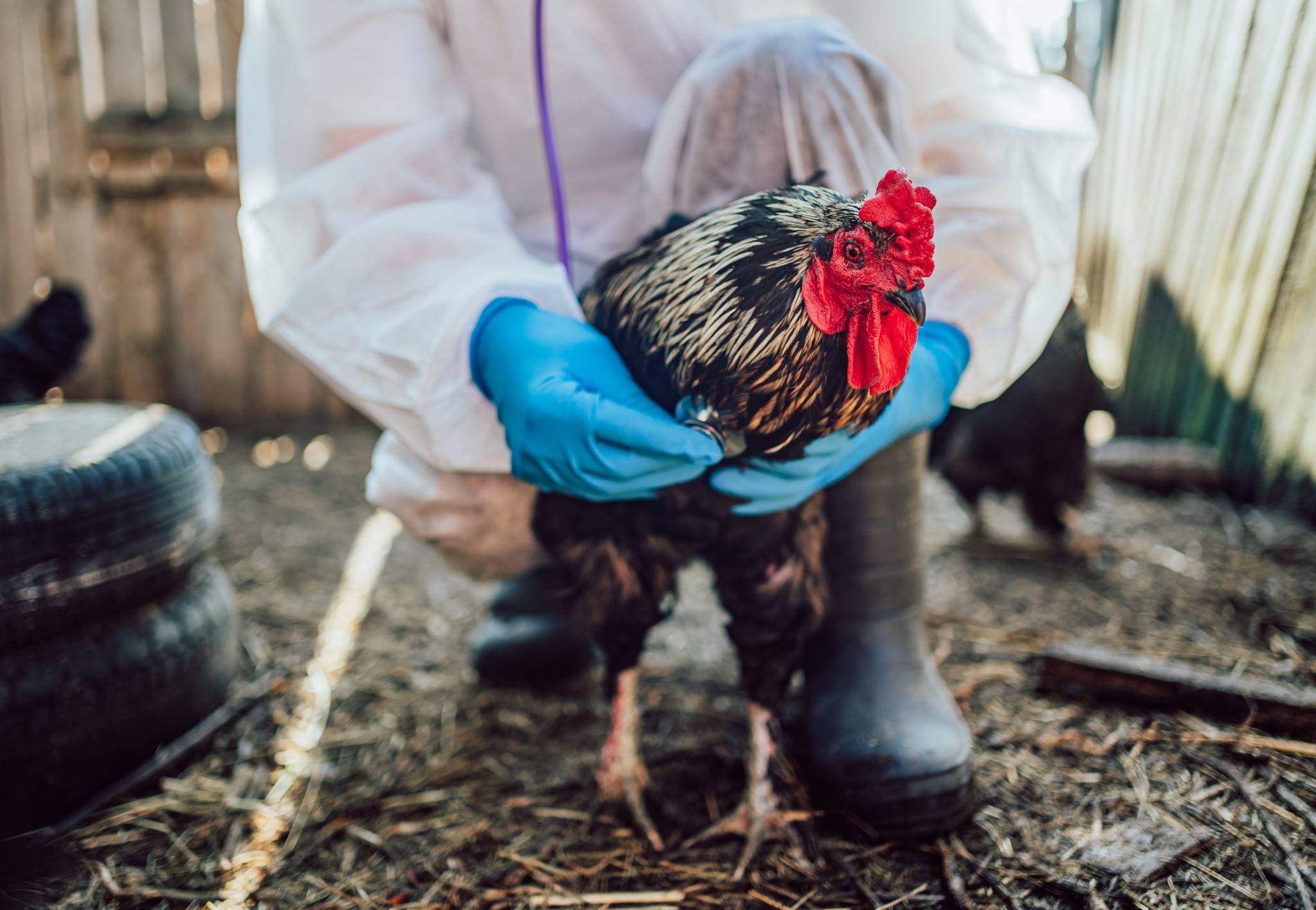  Bislang wurde im Rhein-Kreis kein Fall von aviärer Influenza nachgewiesen. 