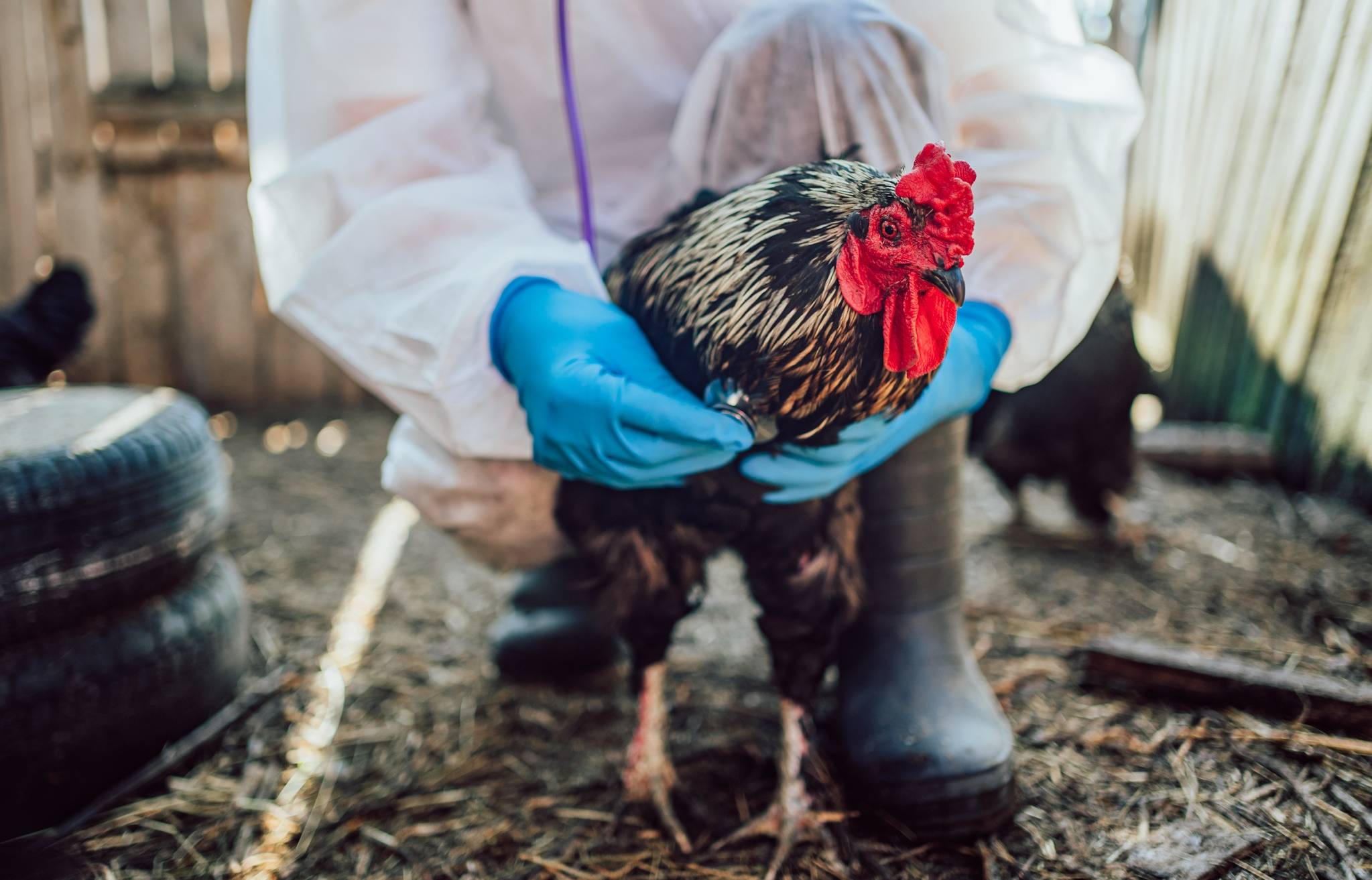 Bislang wurde im Rhein-Kreis kein Fall