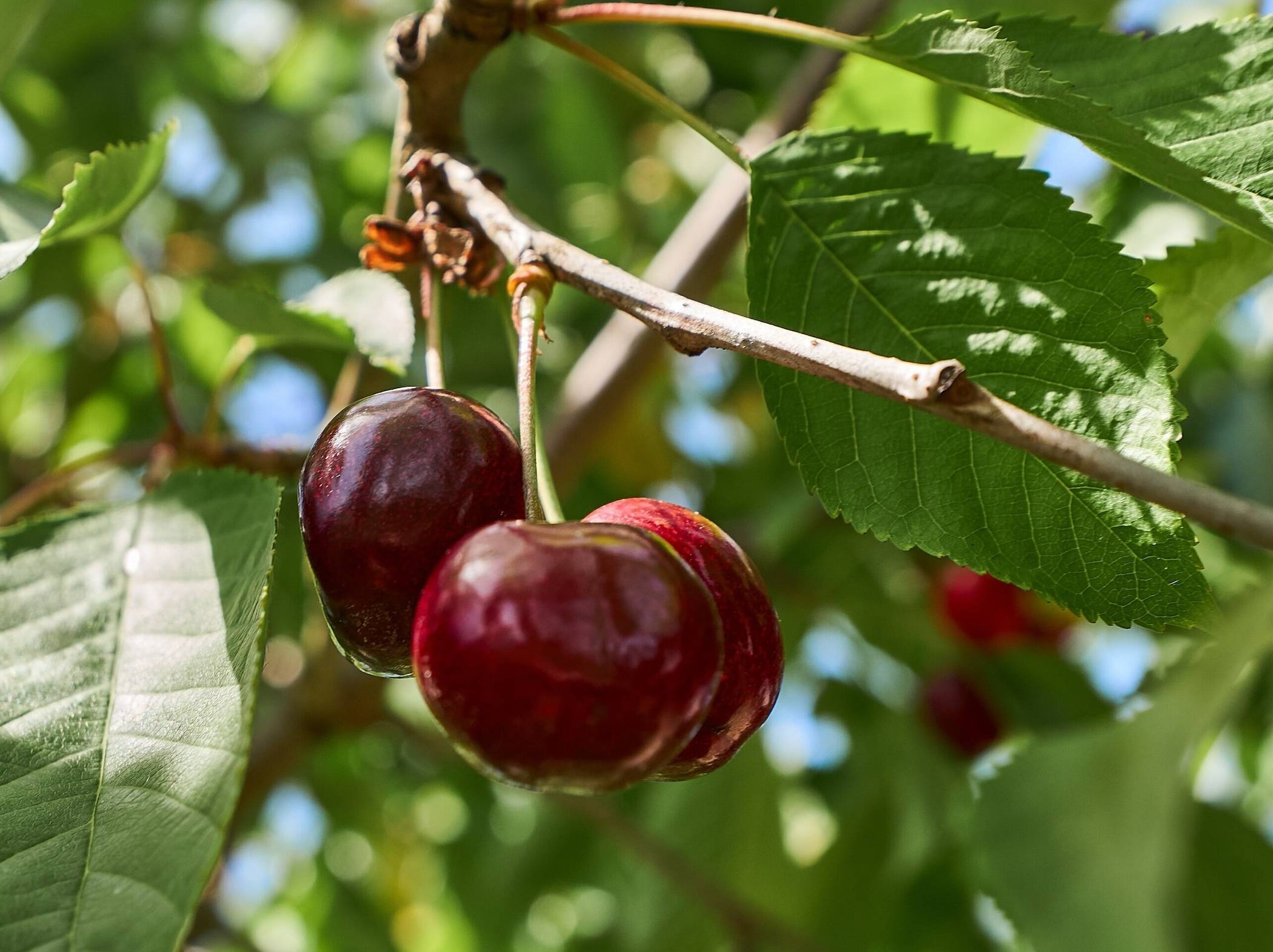   Für die Sicherheit der Friedhofsbesucher werden die Kirschbäume gefällt. 