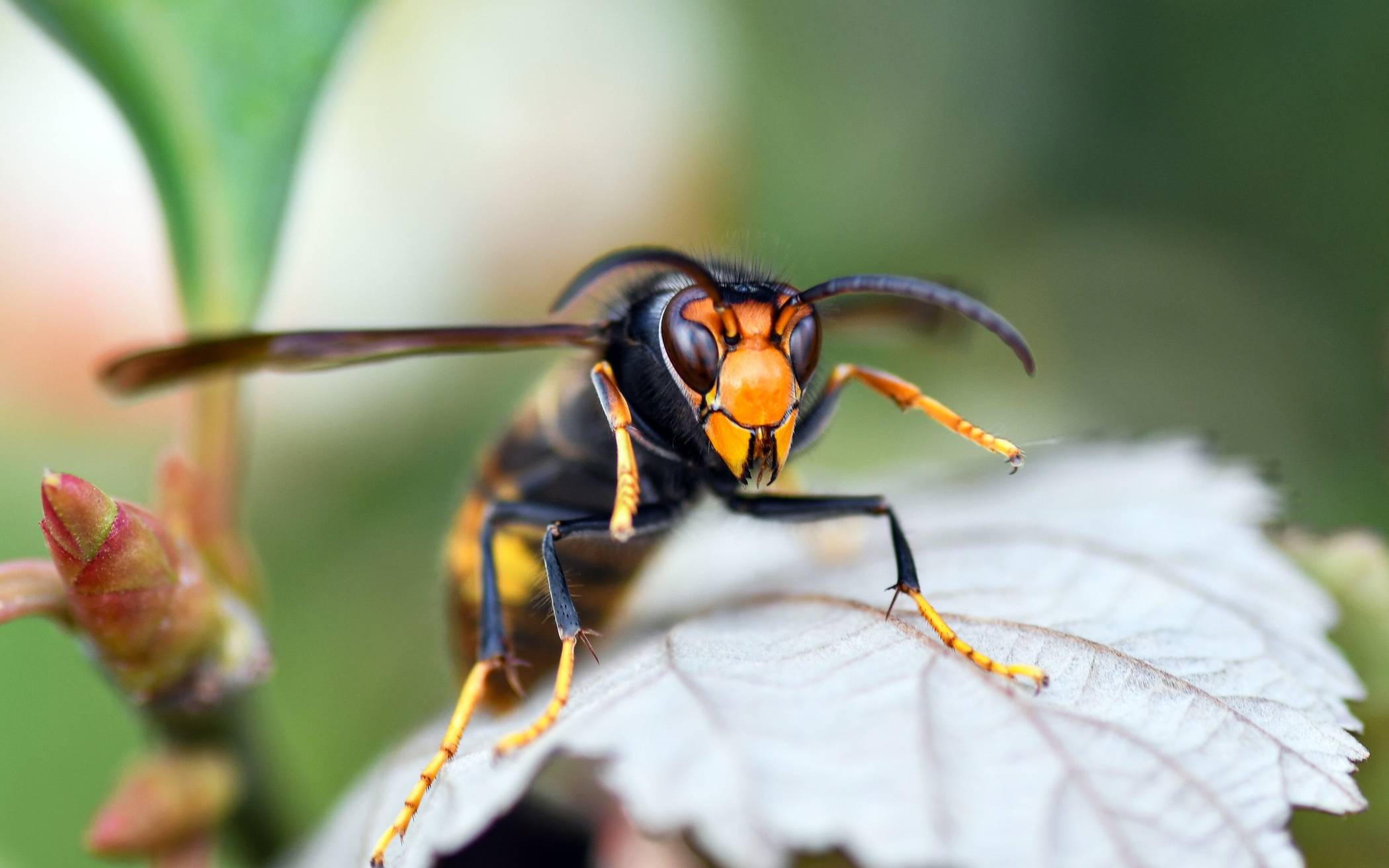 BUND Jüchen rät zu besonnenem Umgang mit der Asiatischen Hornisse