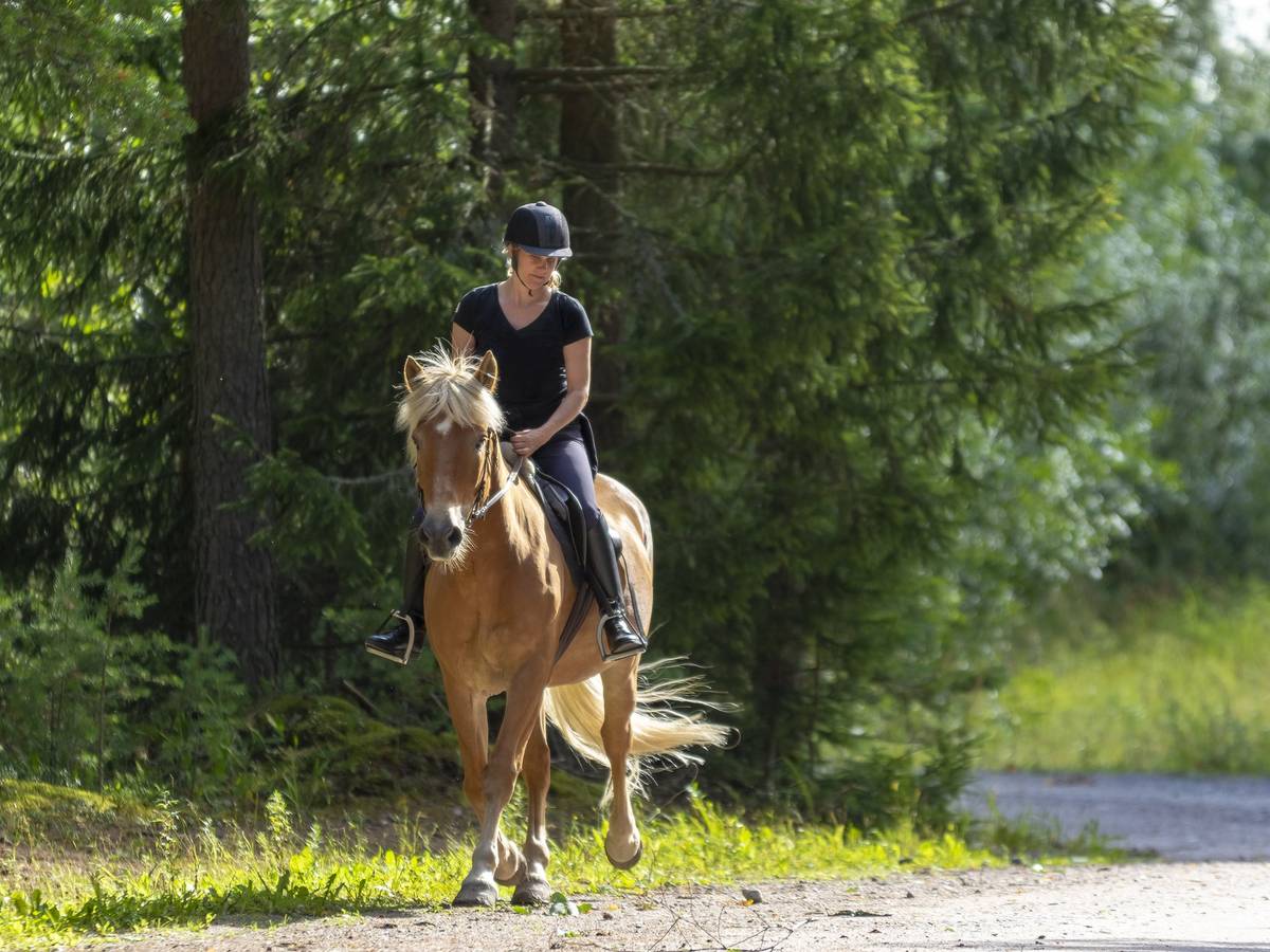 Reitplakette bequem online beantragen