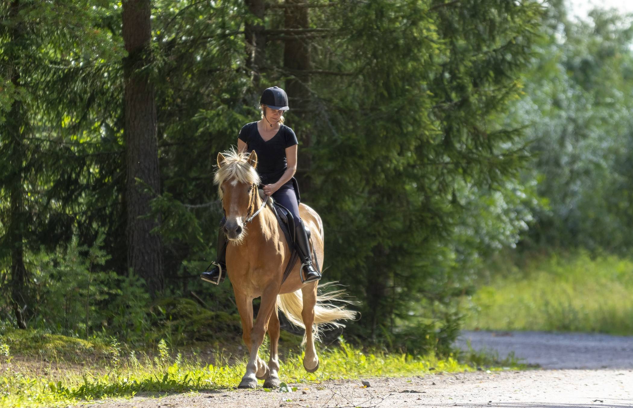  Wer in der freien Landschaft oder im Wald mit einem Pferd unterwegs ist, benötigt ein Reitkennzeichen mit aktueller Reitplakette.  
