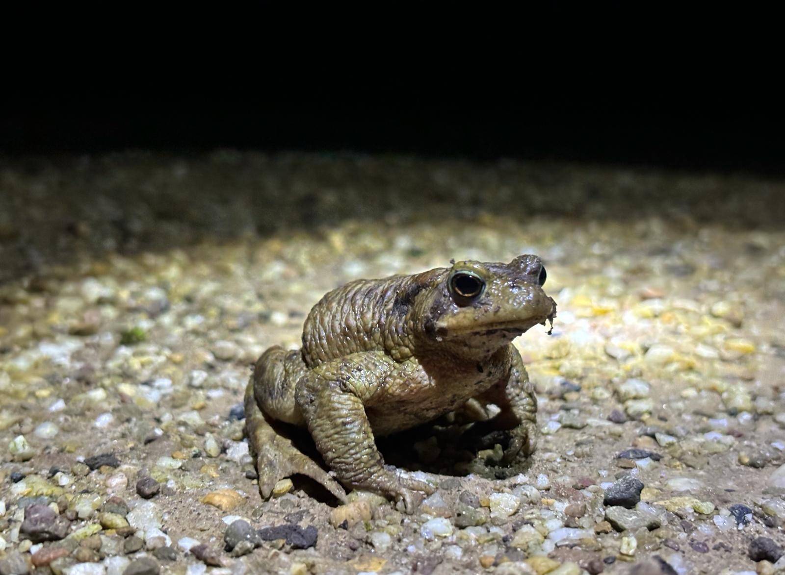 Der Rhein-Kreis sucht Ehrenamtliche, die beim