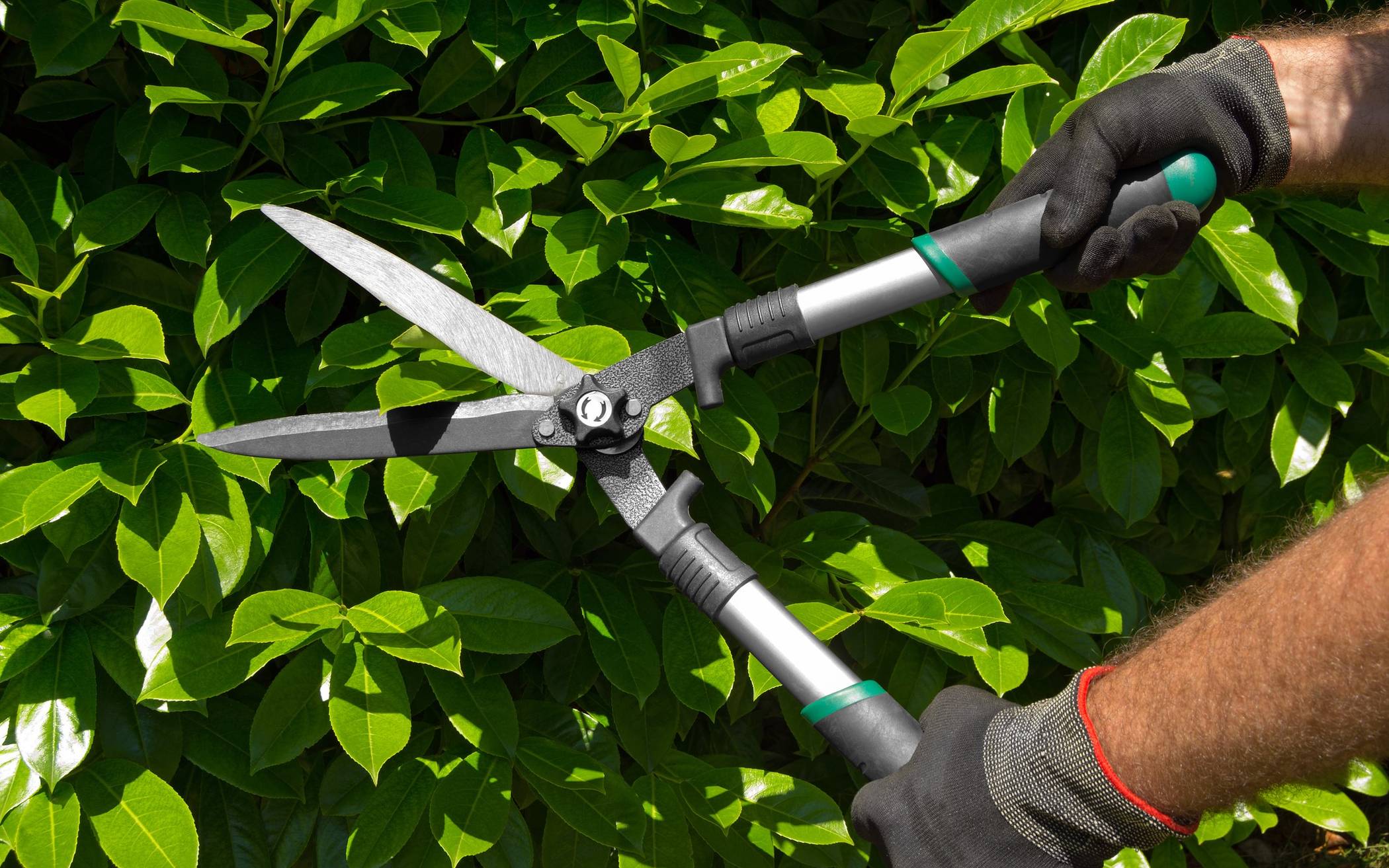  Ab März gilt Fäll- und Schnittverbot