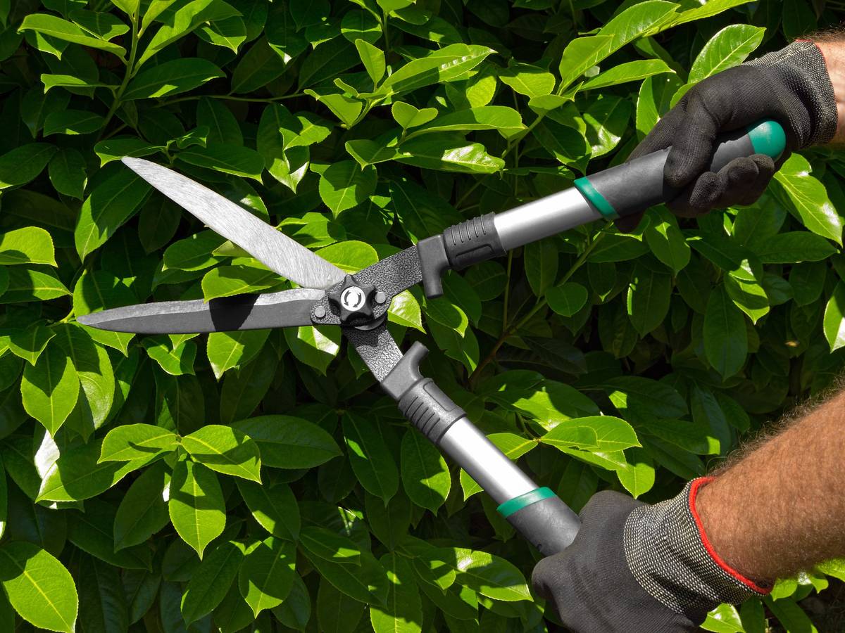  Ab März gilt Fäll- und Schnittverbot