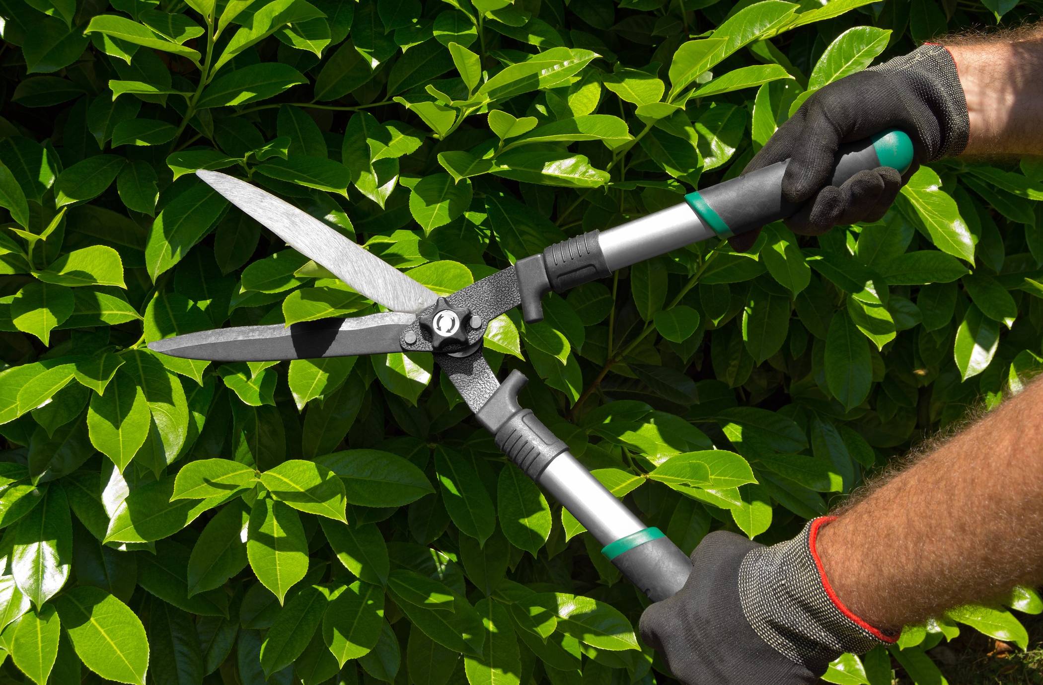 Wer einen umfangreichen Heckenschnitt plant, sollte die Arbeiten bis Ende Februar erledigen. Ab 1. März gilt ein Fäll- und Schnittverbot.