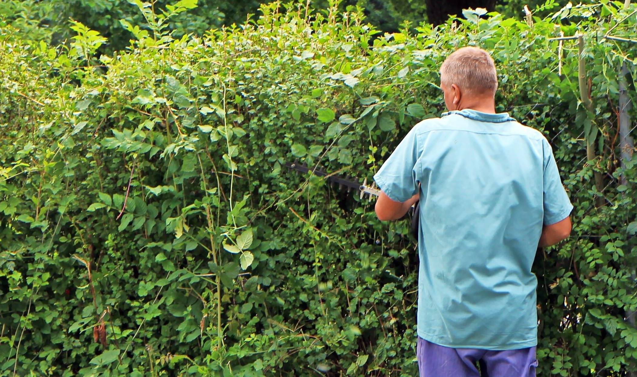 Rechtzeitig zur Heckenschere greifen