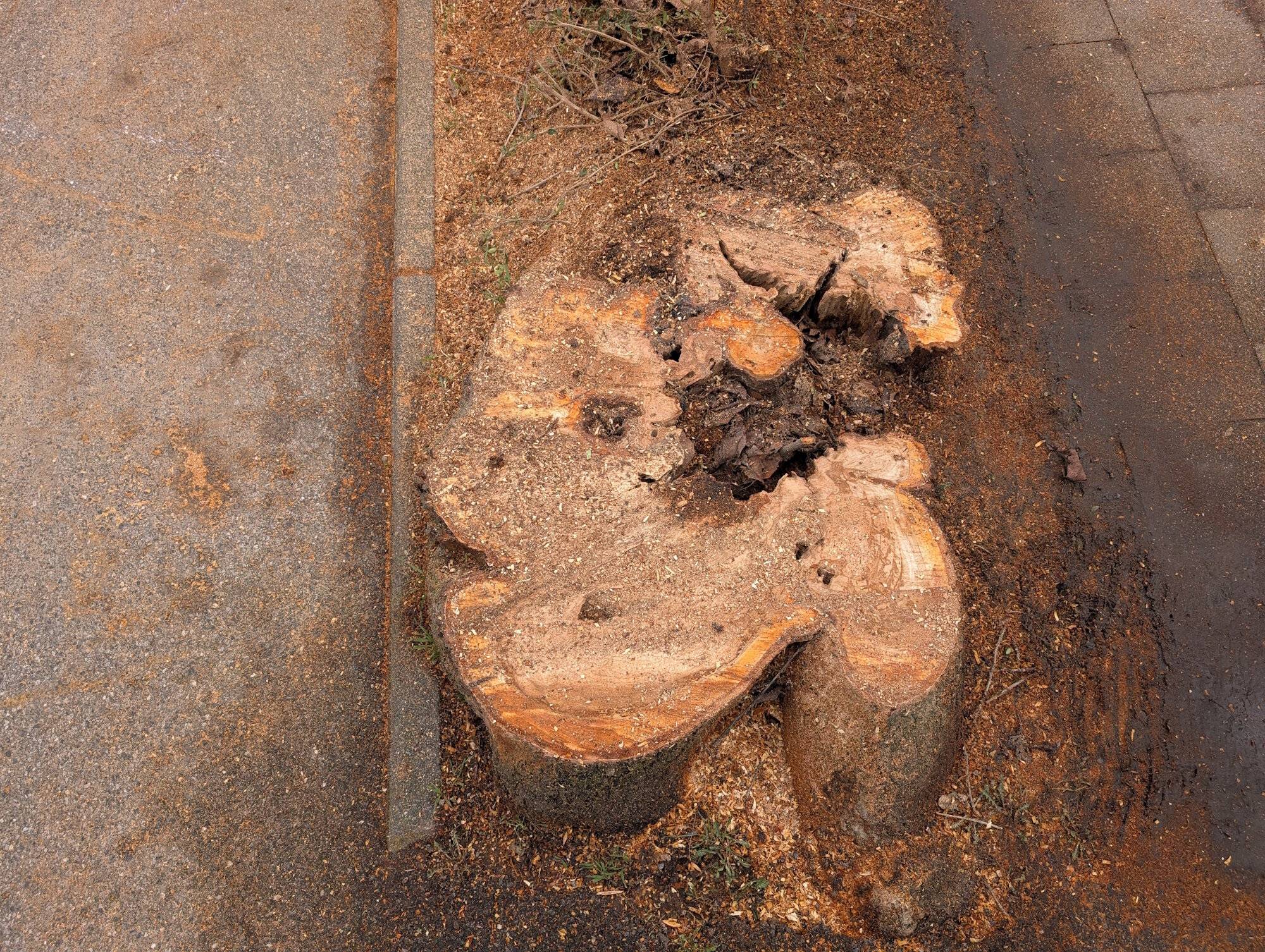  Aufgrund eines Pilzbefalls müssen die Mitarbeiter des Bedburger Bauhofs insgesamt 14 Kirschbäume an der „St. Rochus“-Straße in Kaster fällen. 