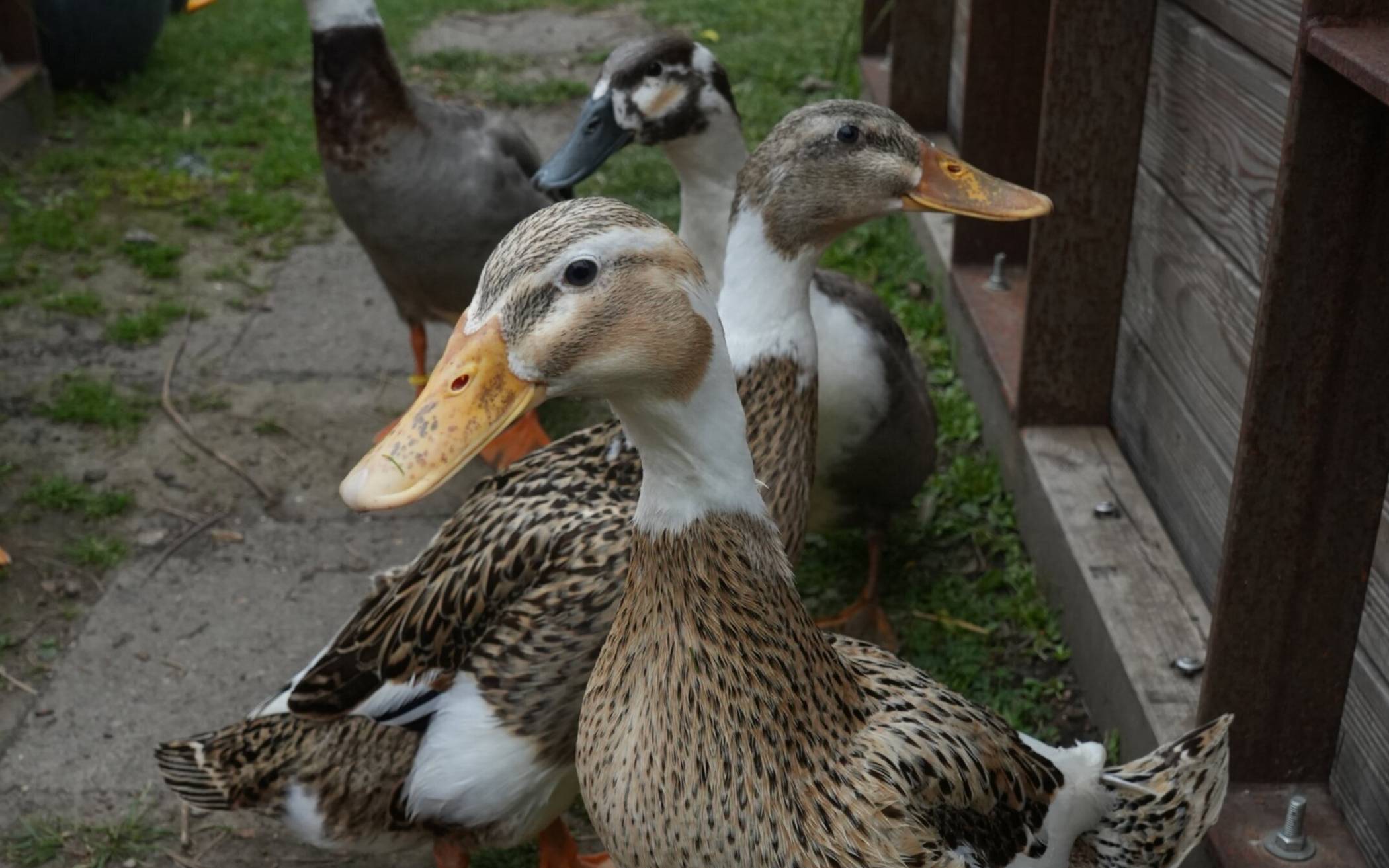 „Die Gurken wollten gar nicht. Das hat mich geärgert, aber so ist die Realität“