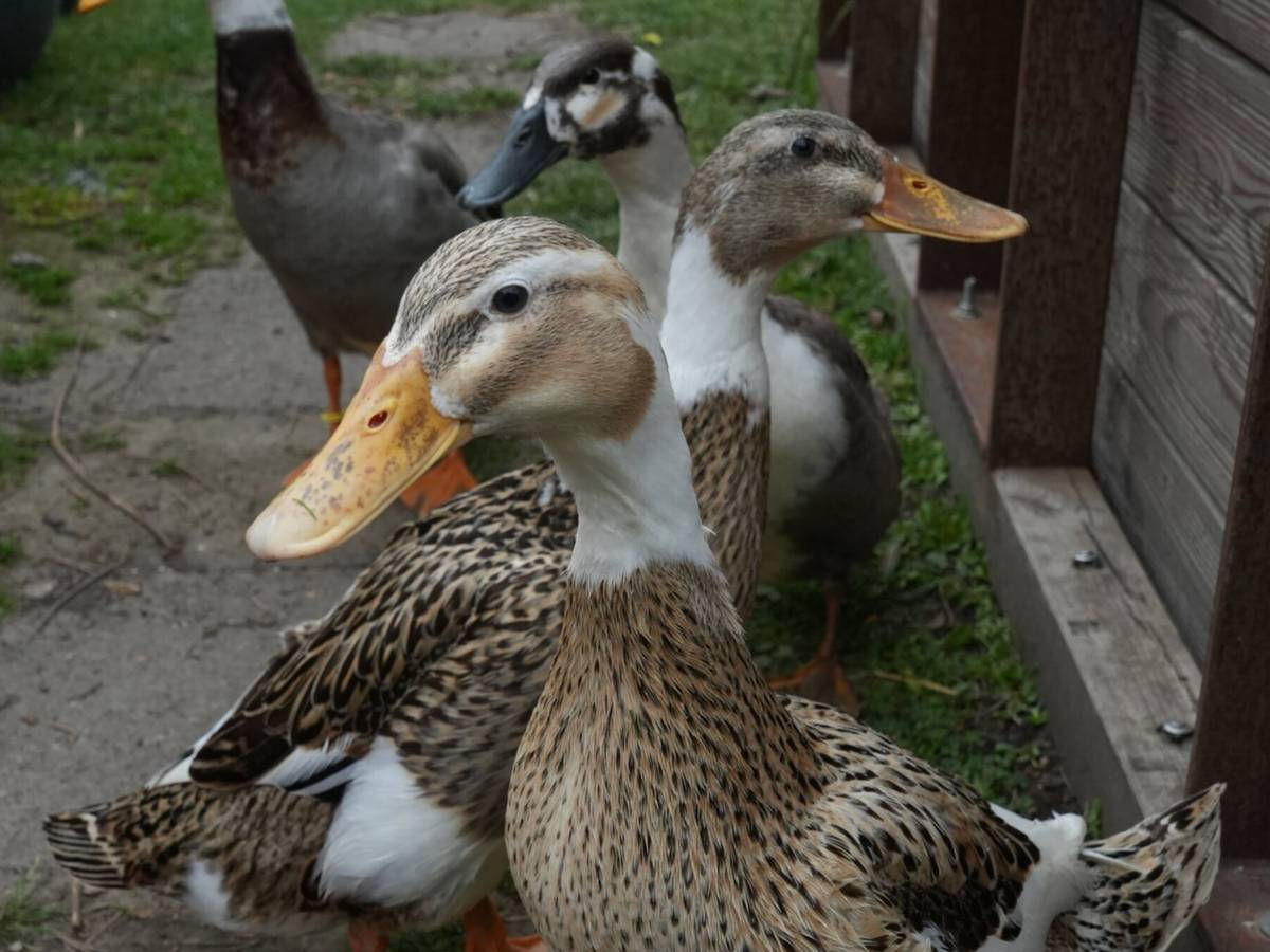 „Die Gurken wollten gar nicht. Das hat mich geärgert, aber so ist die Realität“