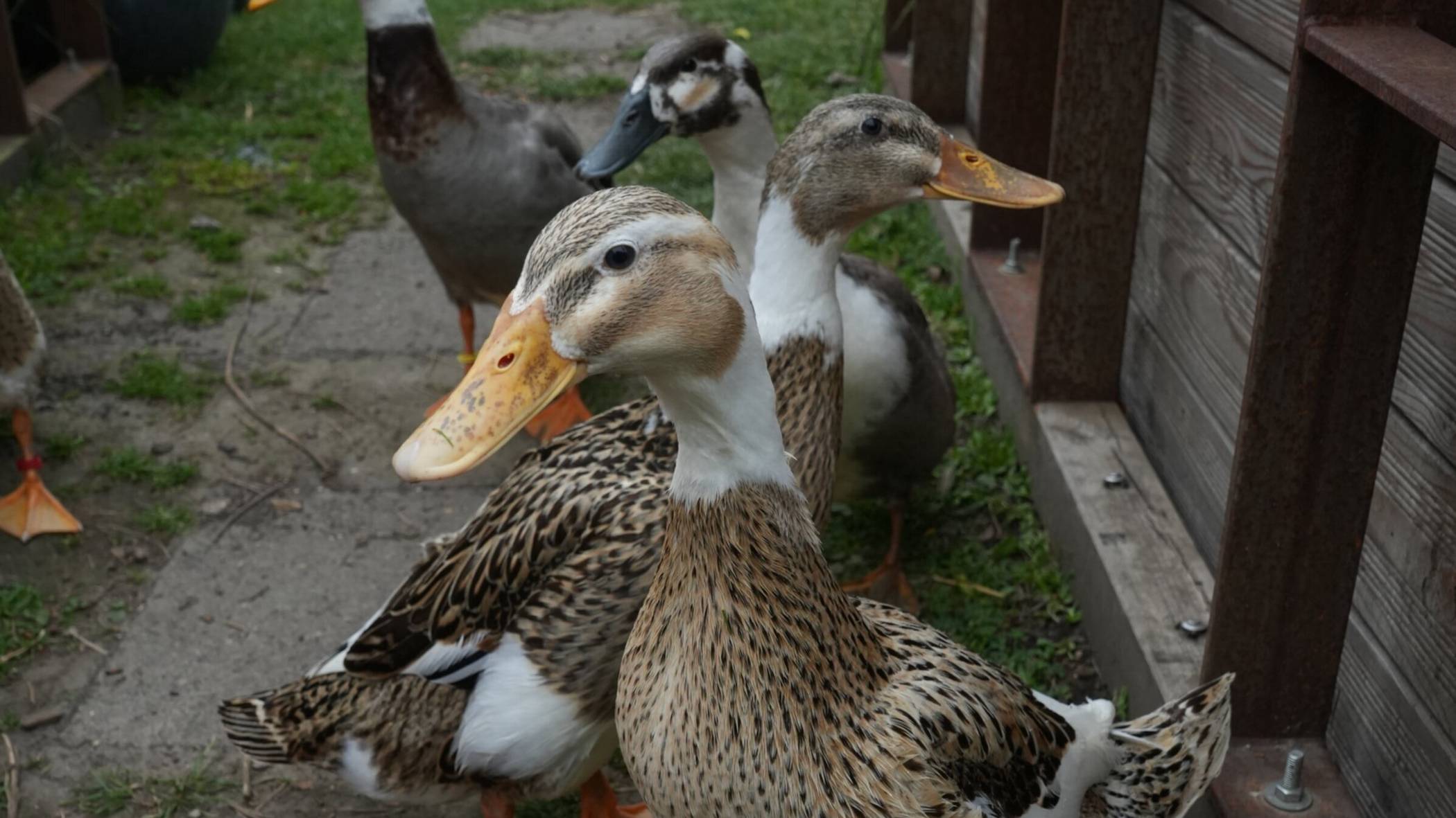 Orken: Familie Achtsnicht brütete vier Orpington-Enten aus
