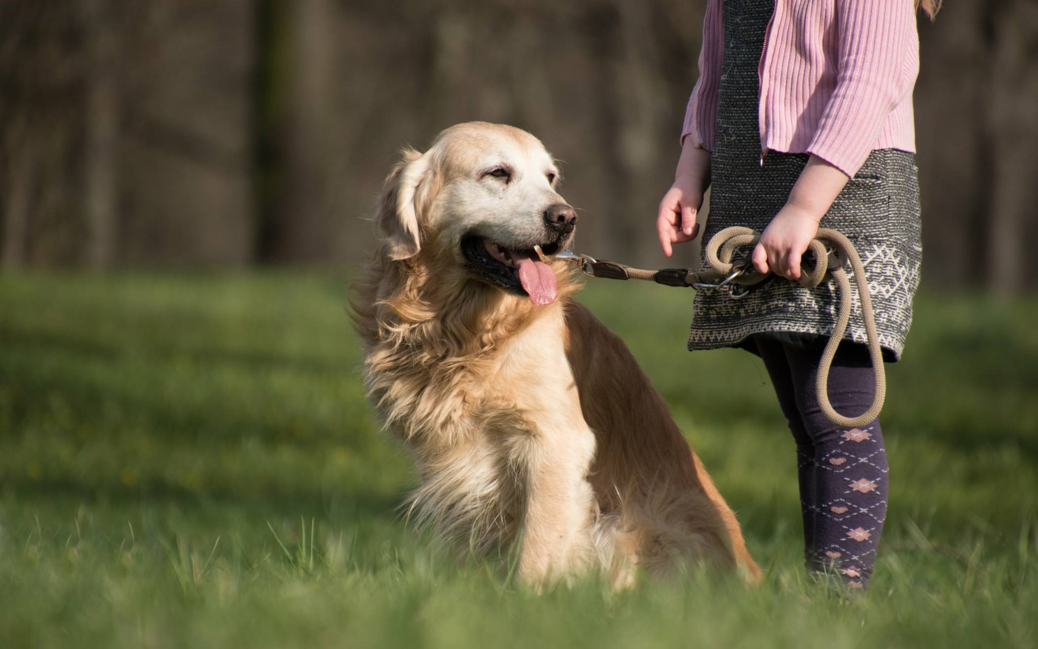 Hundehaufen-Problem: Stadt appelliert an die Hundehalter