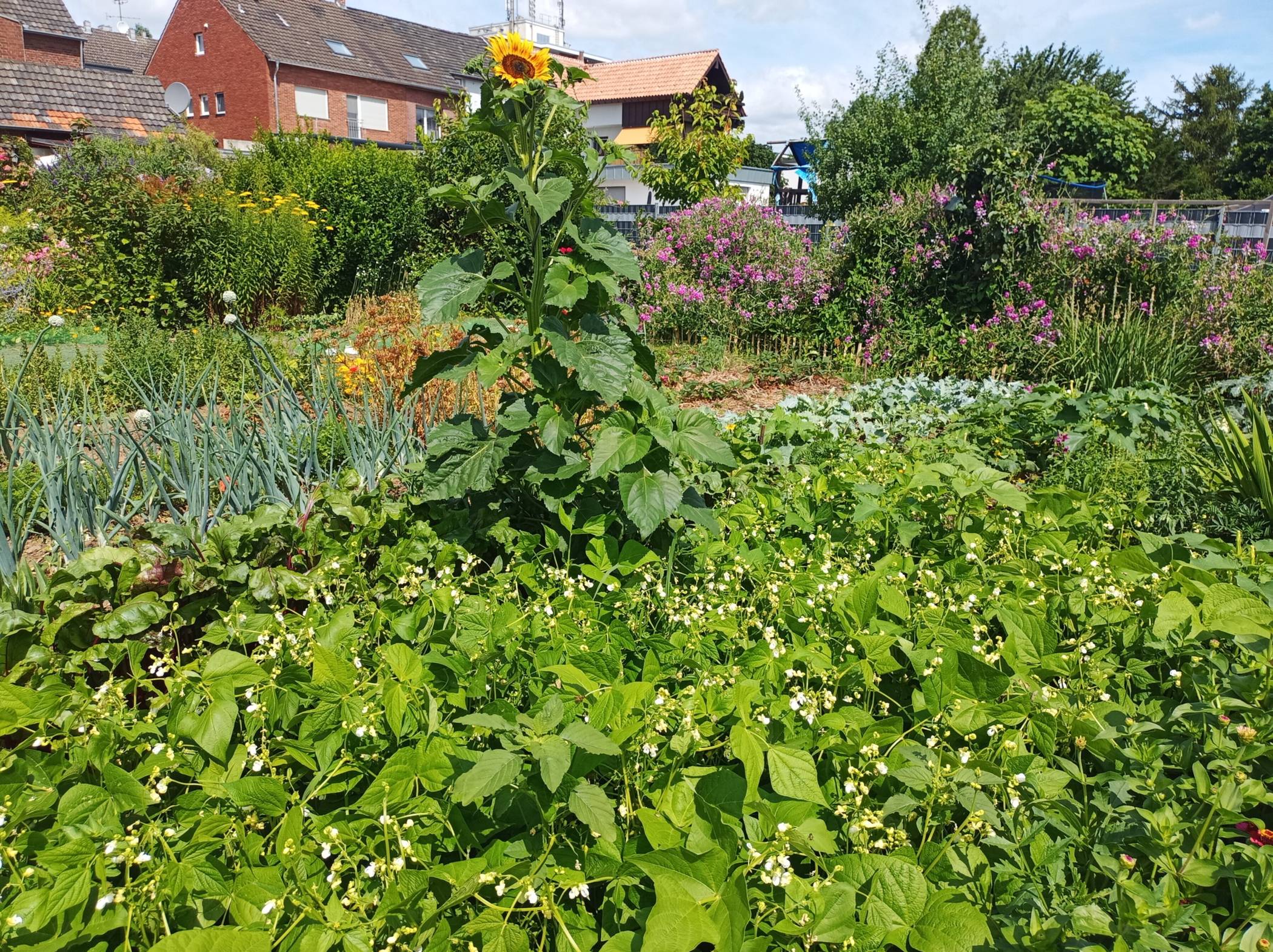  Das etwas wild Wachsen und Gedeihen folgt einem genauen Anbauplan. Die Aufnahme stammt aus dem vergangenen Jahr. 