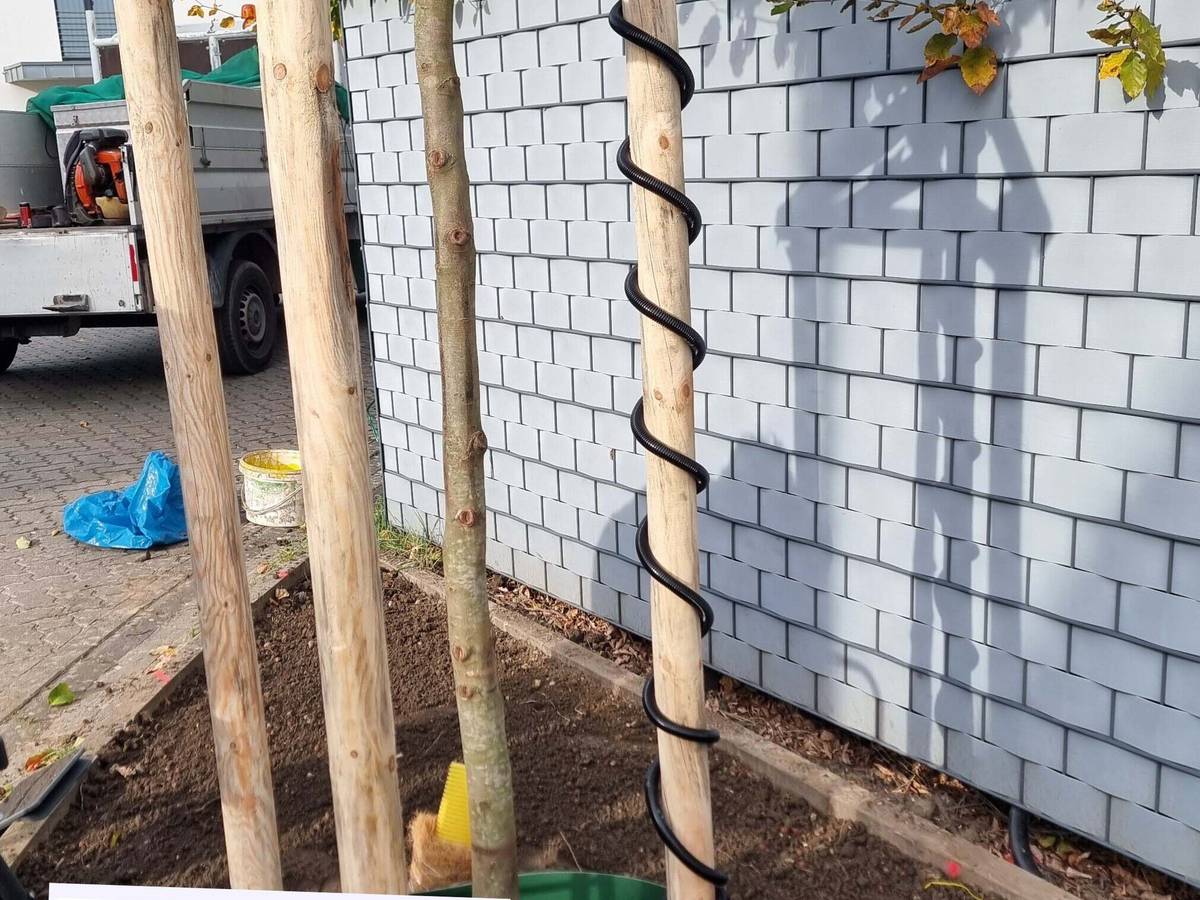 Mehr Bäume für Grevenbroich