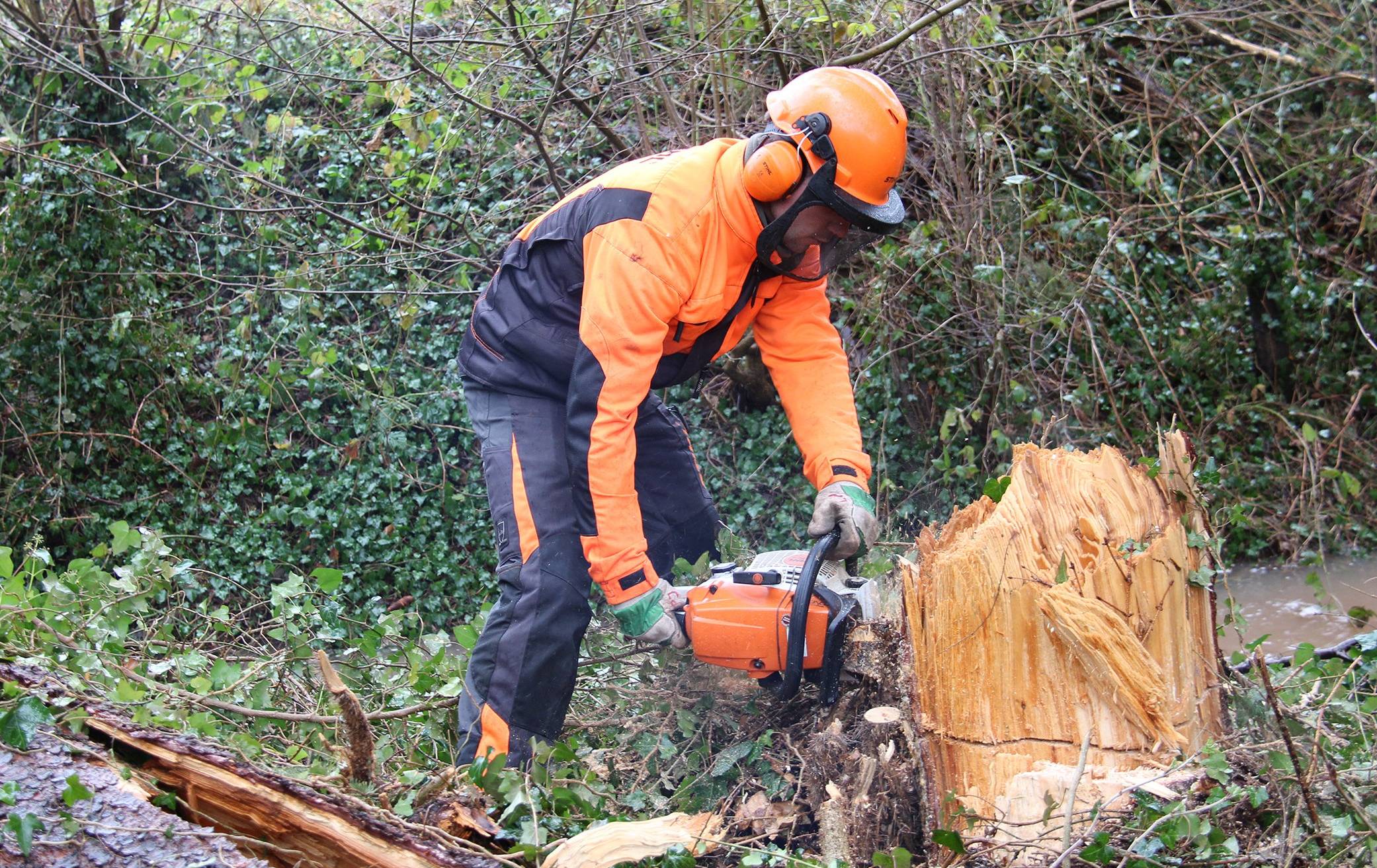 Pflegemaßnahmen an Bäumen bleiben auch im Sommer notwendig
