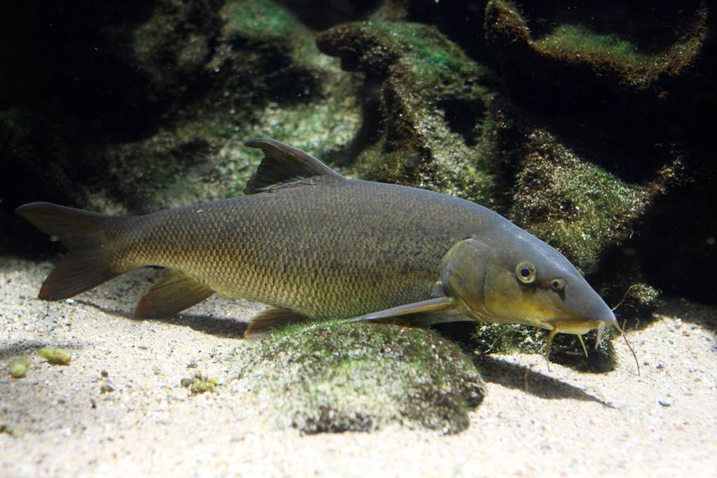 Rheinwasser soll de Seen und die