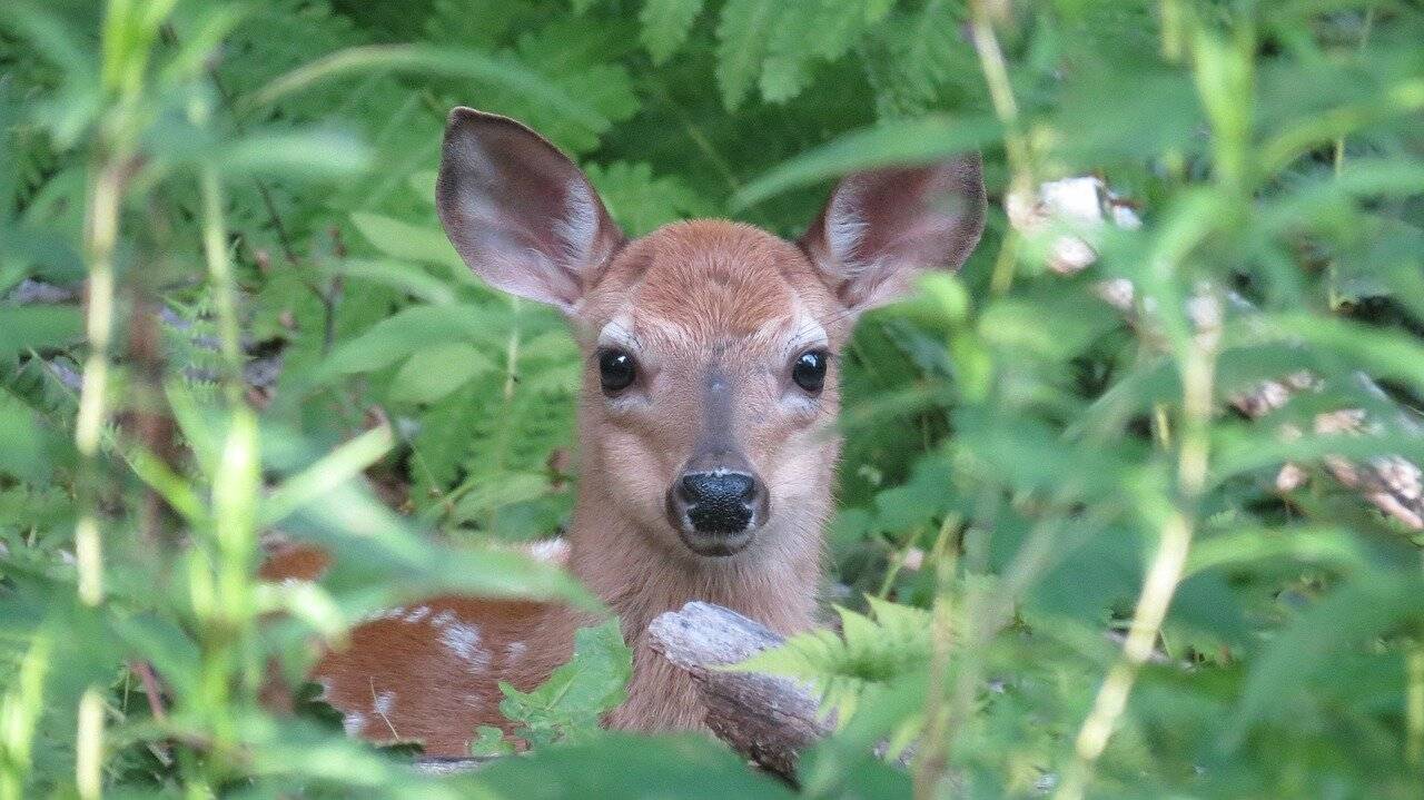 Bei den Rehböcken spielen jetzt die Hormone verrückt: Geschlechtsreife einjährige Böcke werden vertrieben und müssen sich eine neue Bleibe suchen.