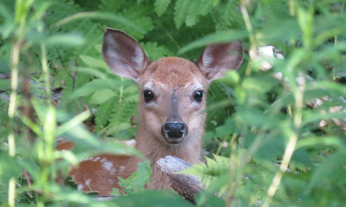 Rehe haben keine Uhr