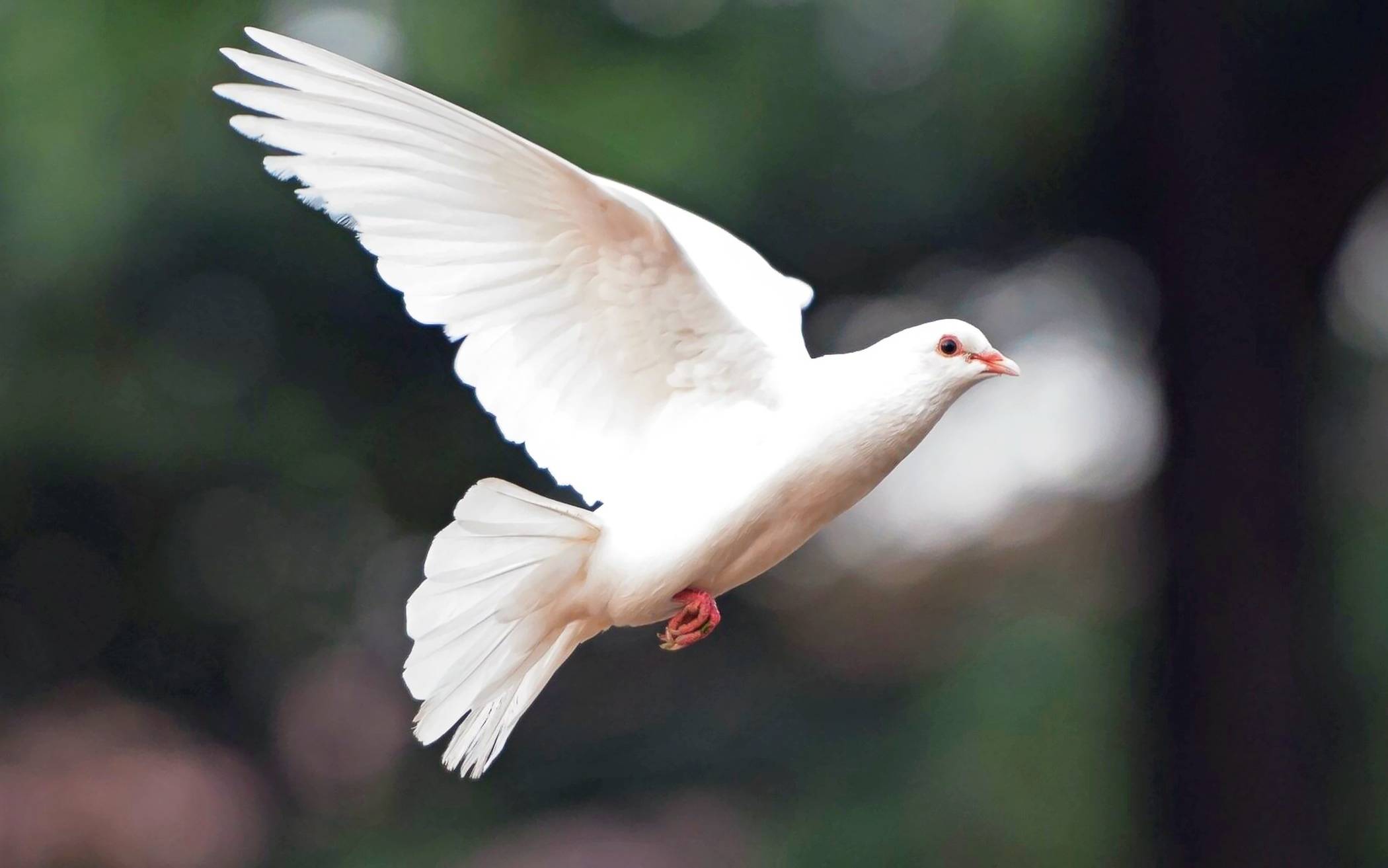 Immer an das Tierwohl denken.  