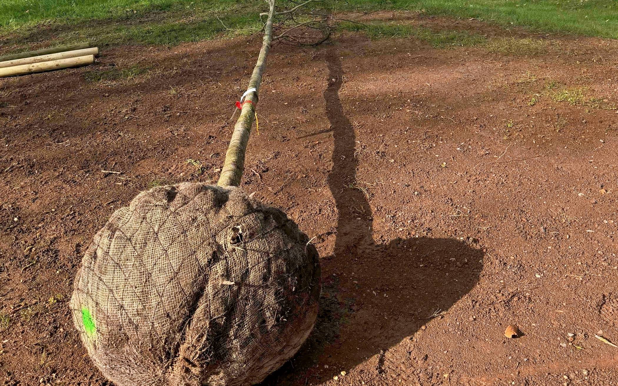 Große Gewächse wurden am Spielplatz „geerdet“.
