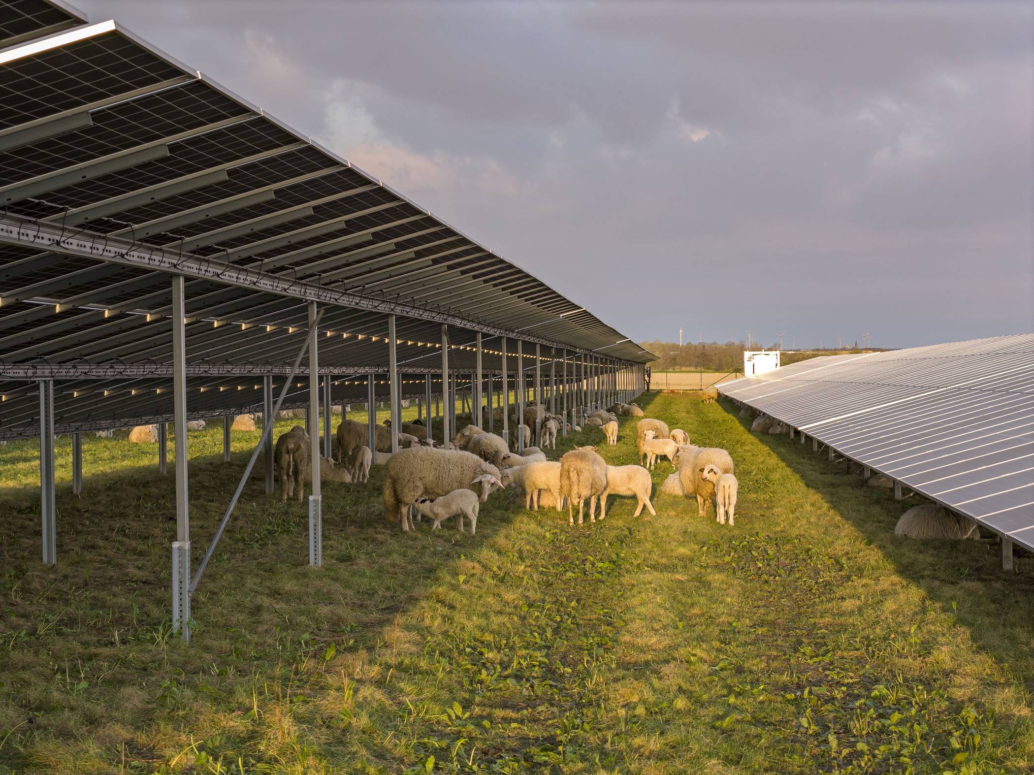 Mähhhhr Nachhaltigkeit: Schafe pflegen Rasenflächen an RWE-Solaranlagen
