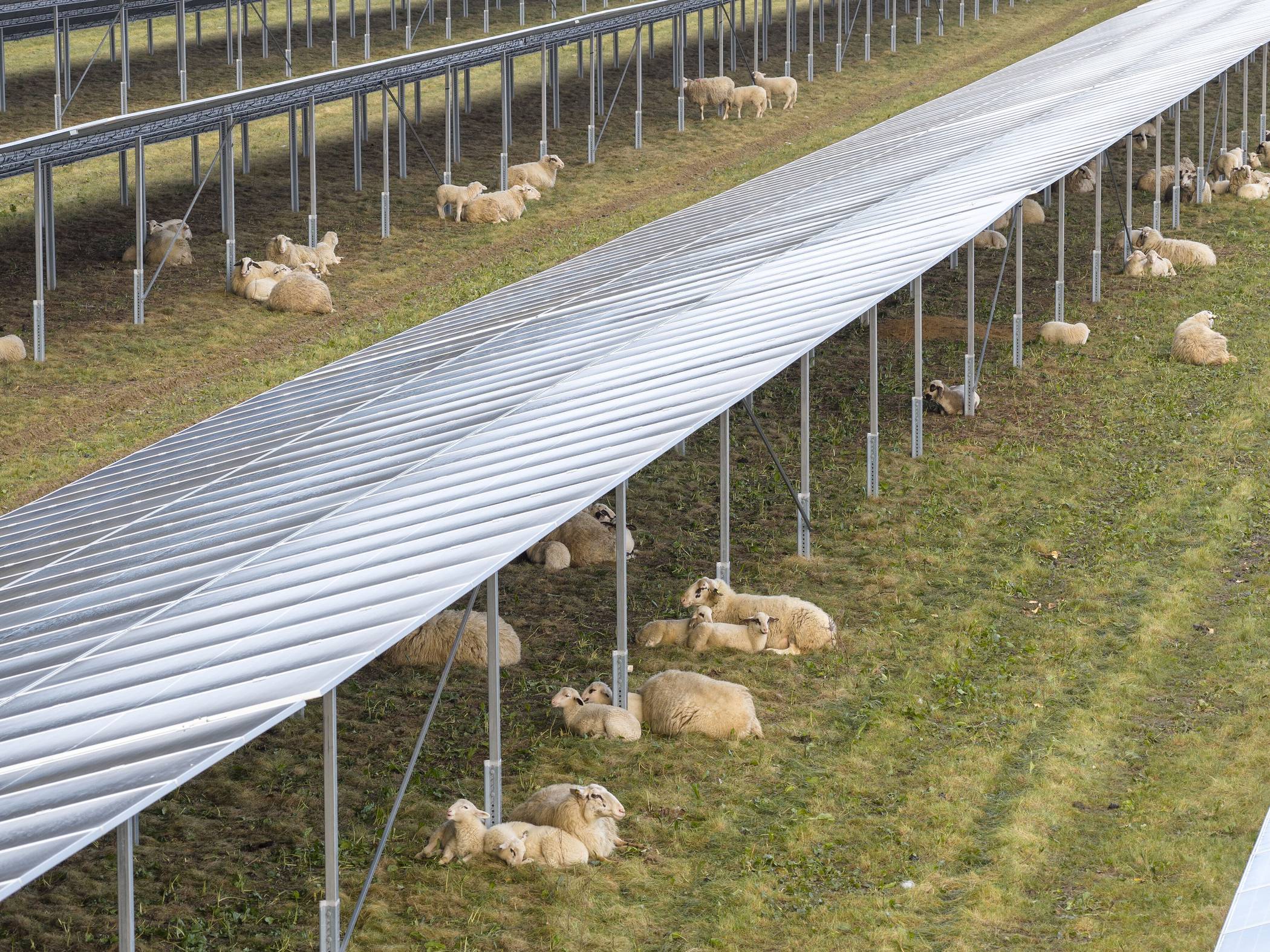 Mähhhhr Nachhaltigkeit: Schafe pflegen Rasenflächen an RWE-Solaranlagen