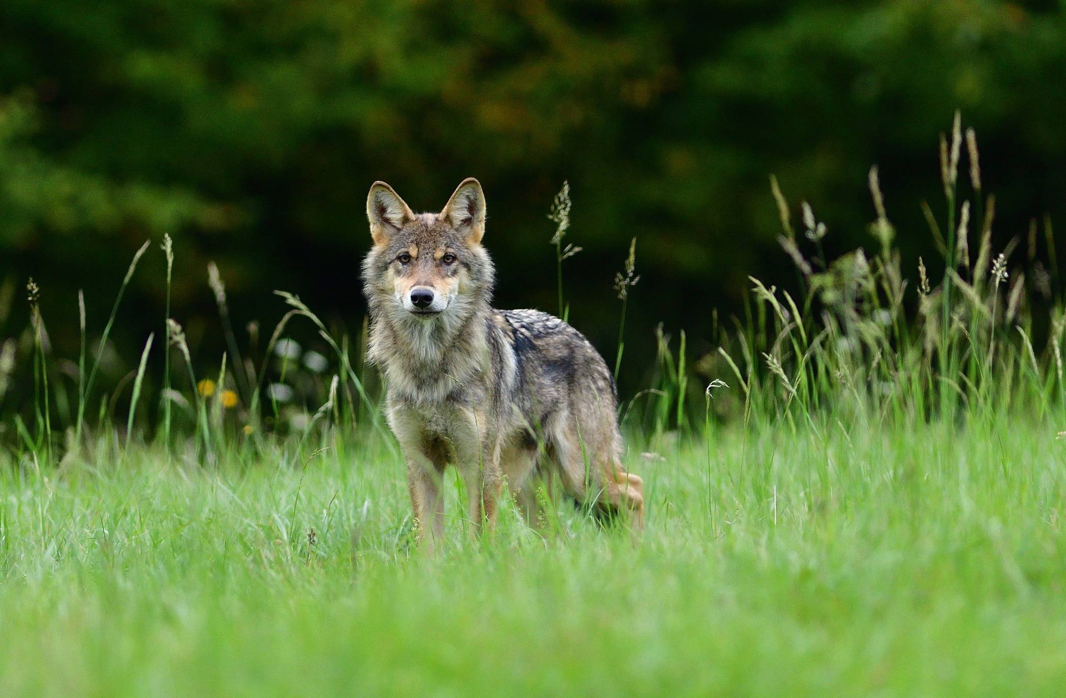  Auf der Internetseite des Rhein-Kreises finden sich Tipps für das Verhalten im Falle einer Begegnung mit einem Wolf. 