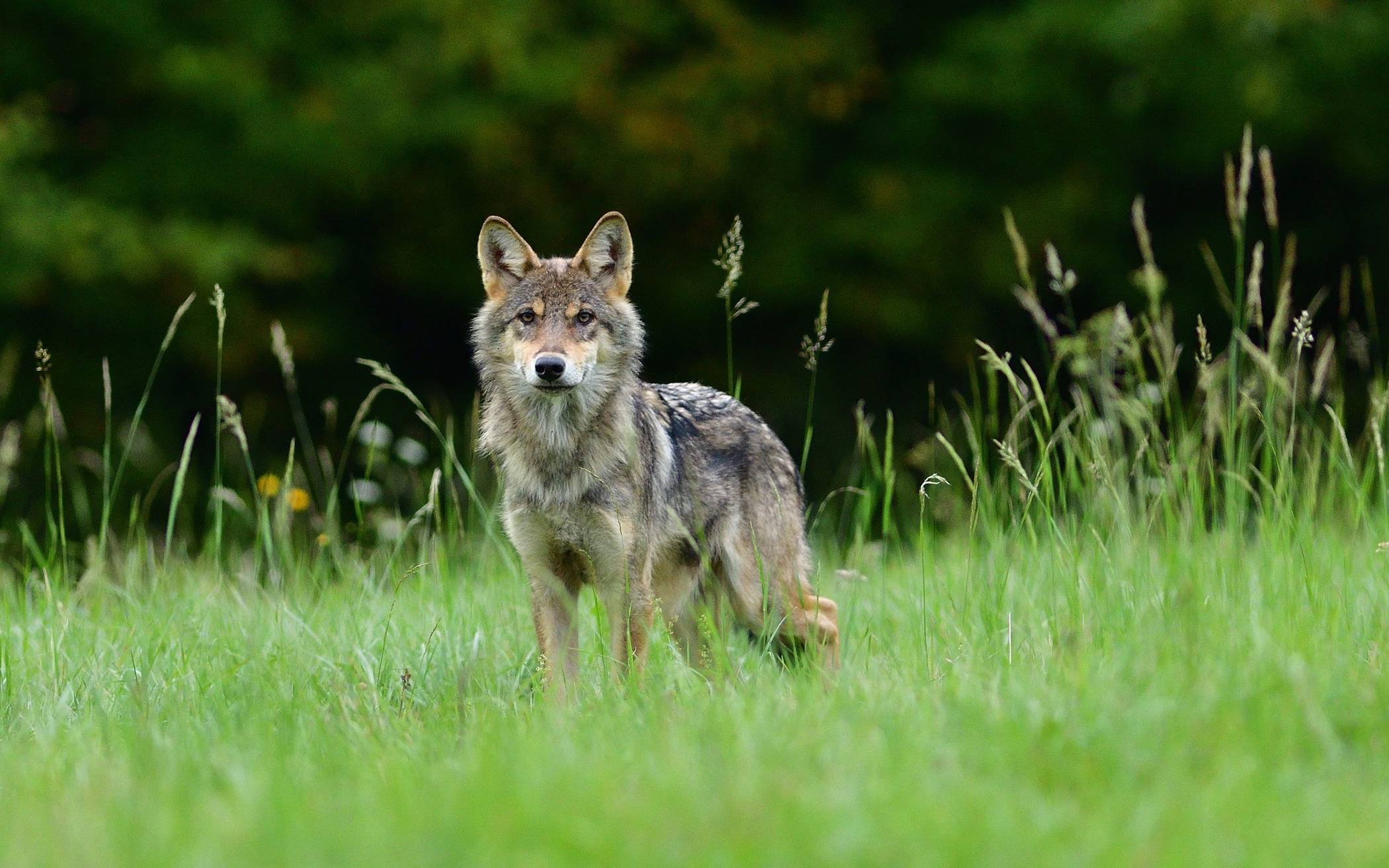 Auf der Internetseite des Rhein-Kreises finden