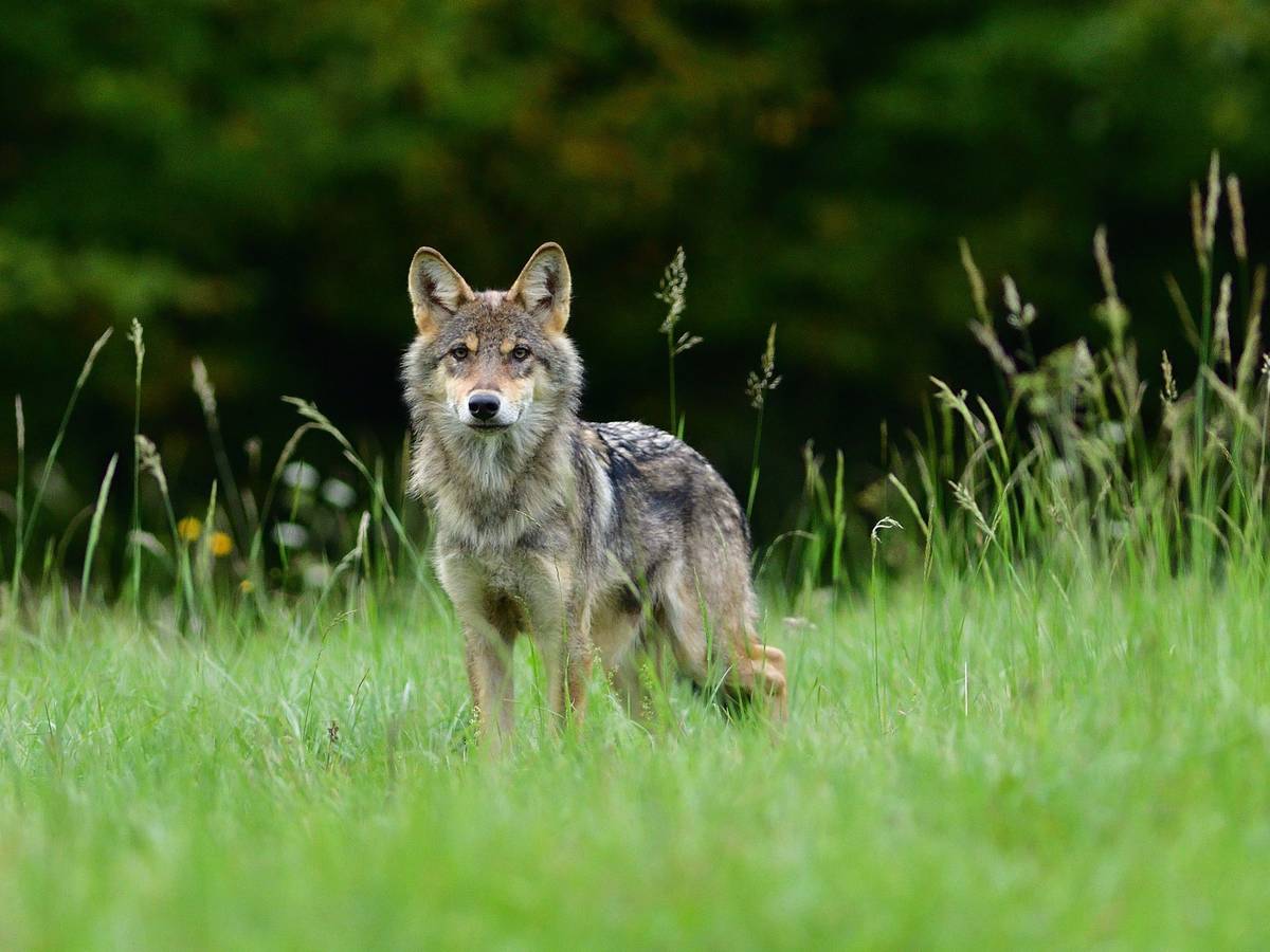 Wolfsichtung in Allerheiligen?