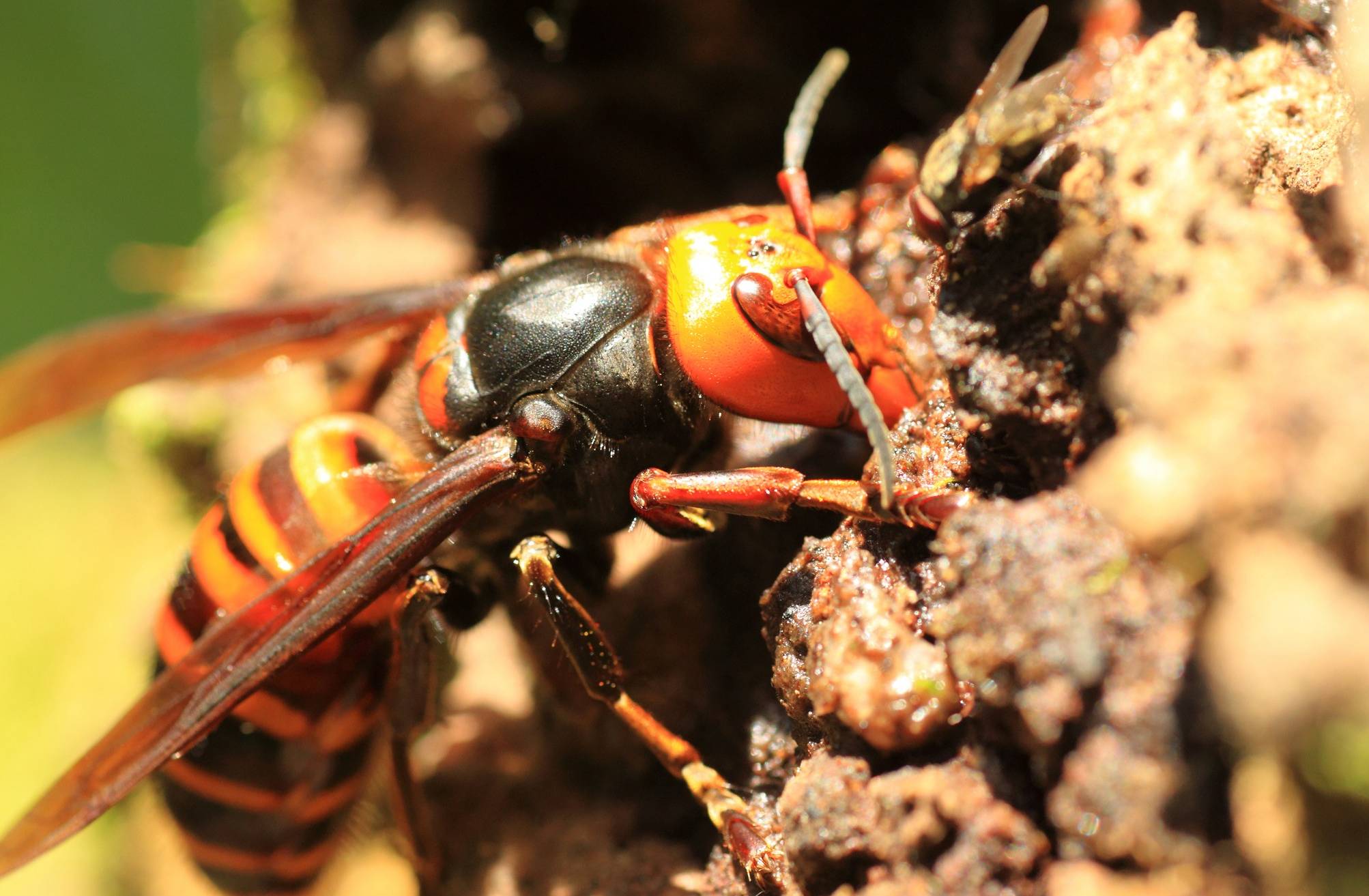 Asiatische Hornisse.
