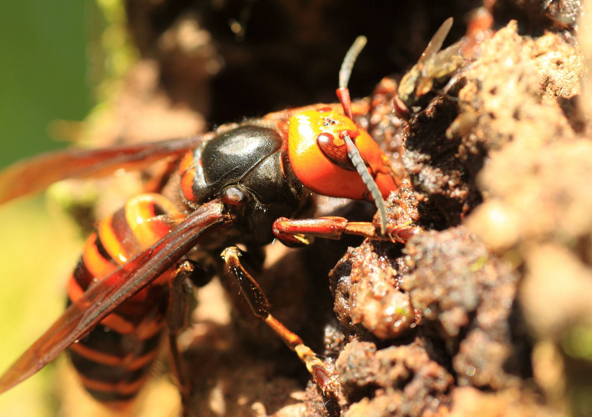 Asiatische Hornisse.