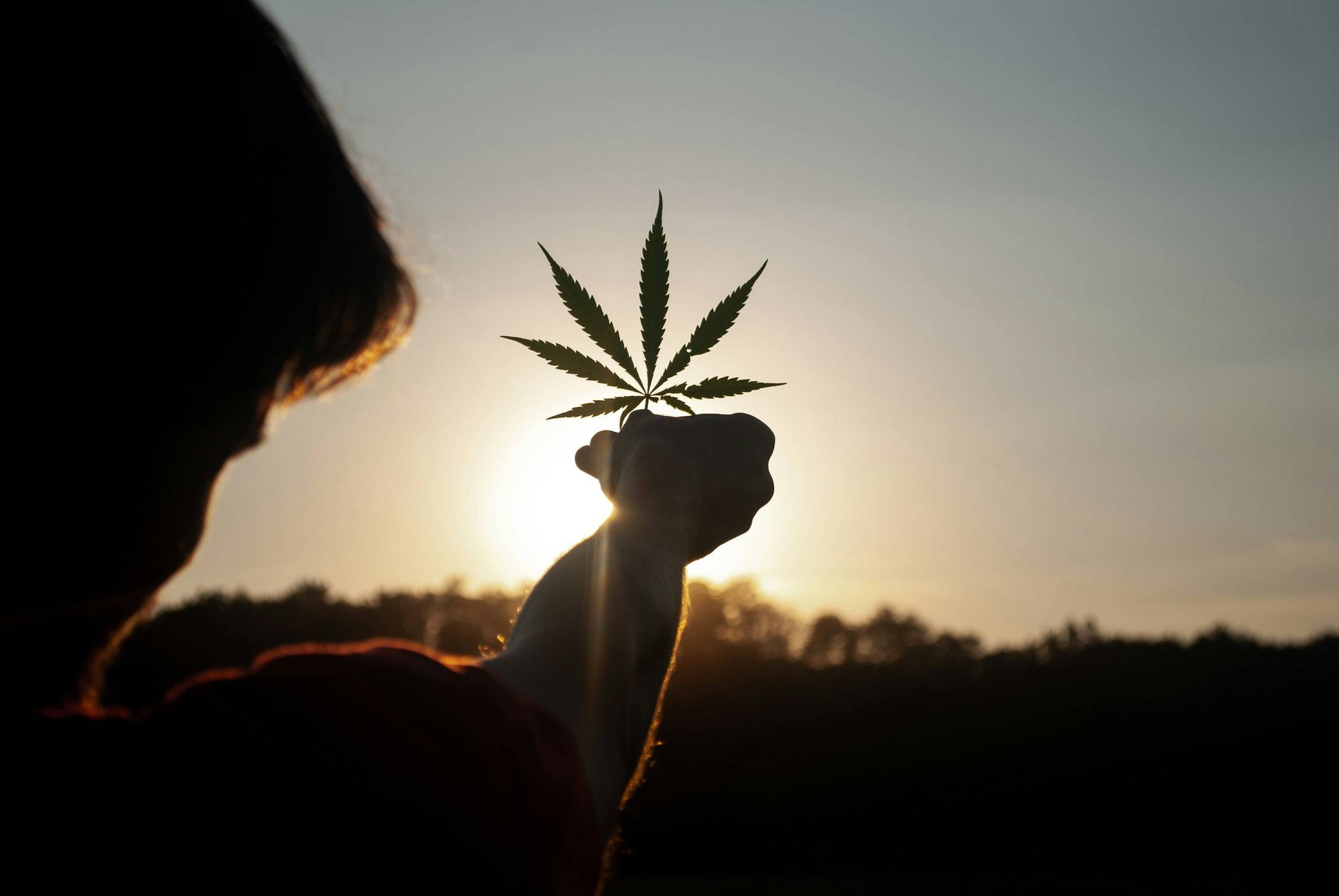 Cannabispflanzen im Alltag – Chancen, Regeln & Trends