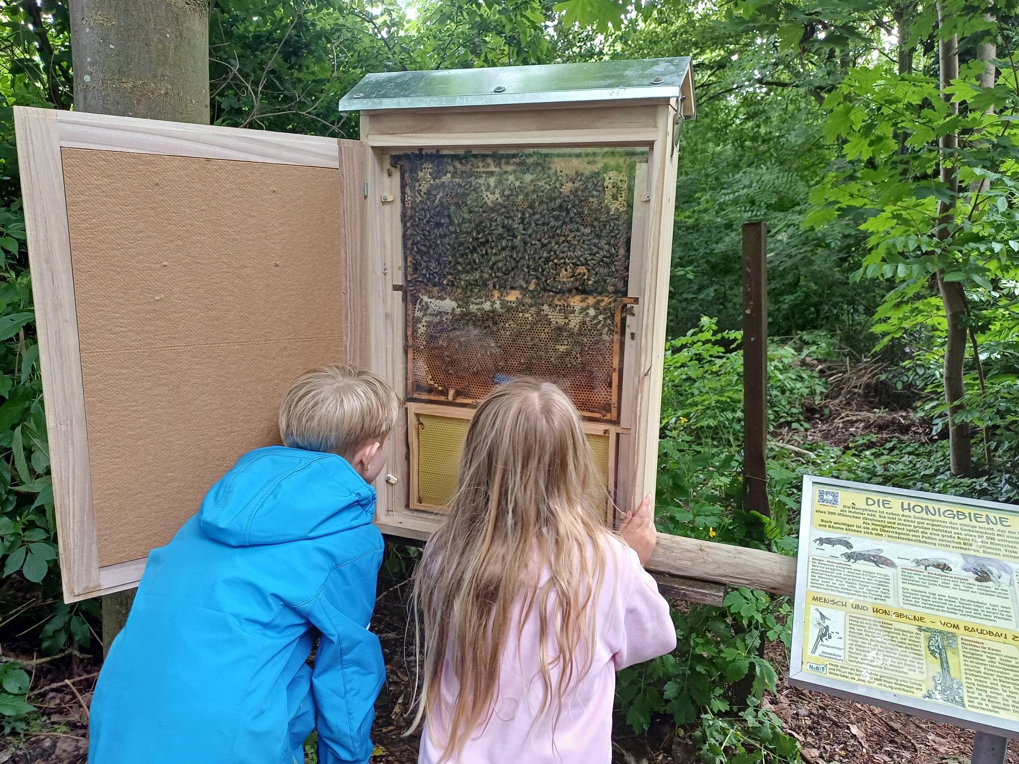  Der neue Bienenschaukasten sorgte besonders bei den kleinen Gästen für Begeisterung. 